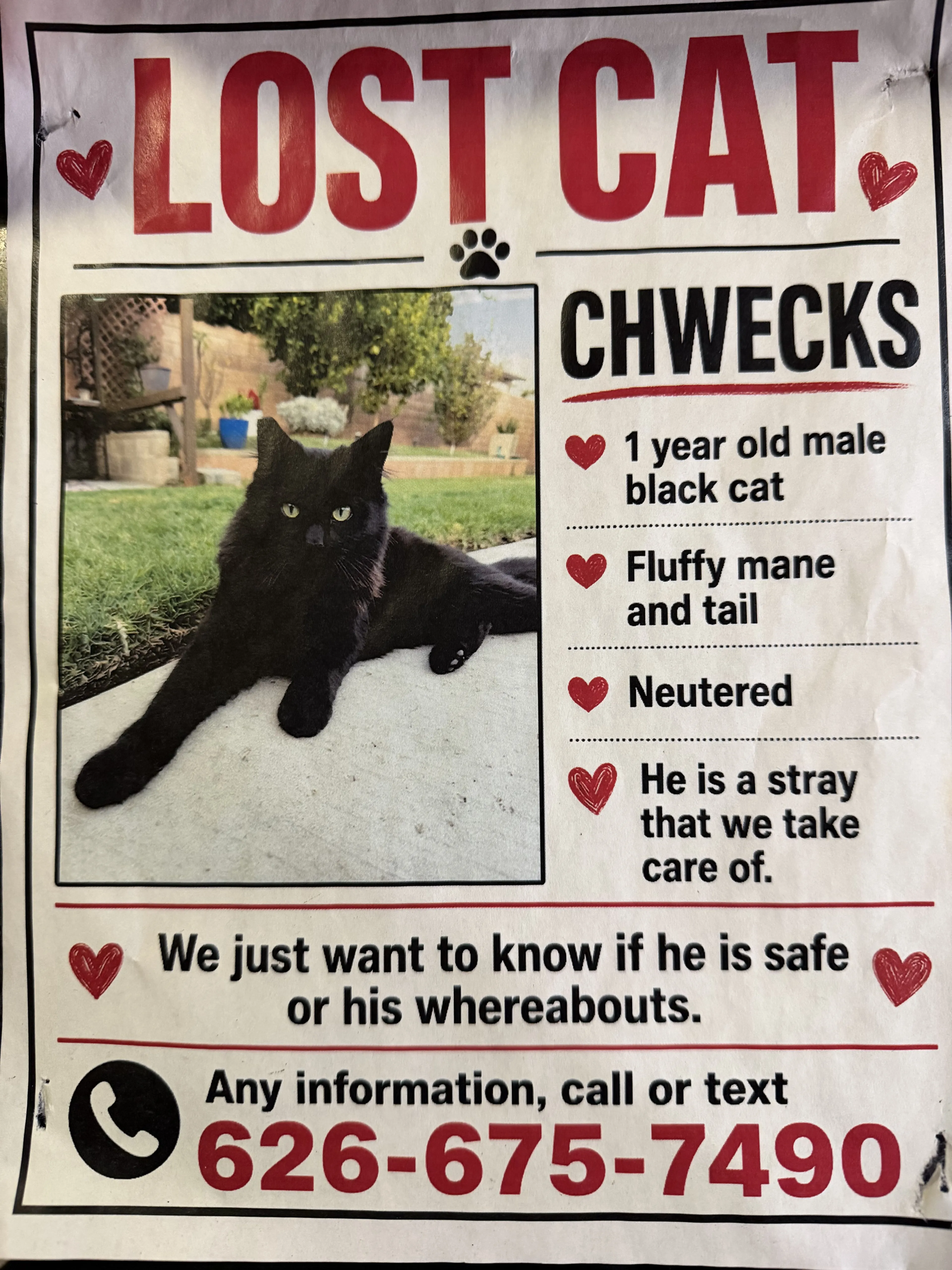 Lost pet