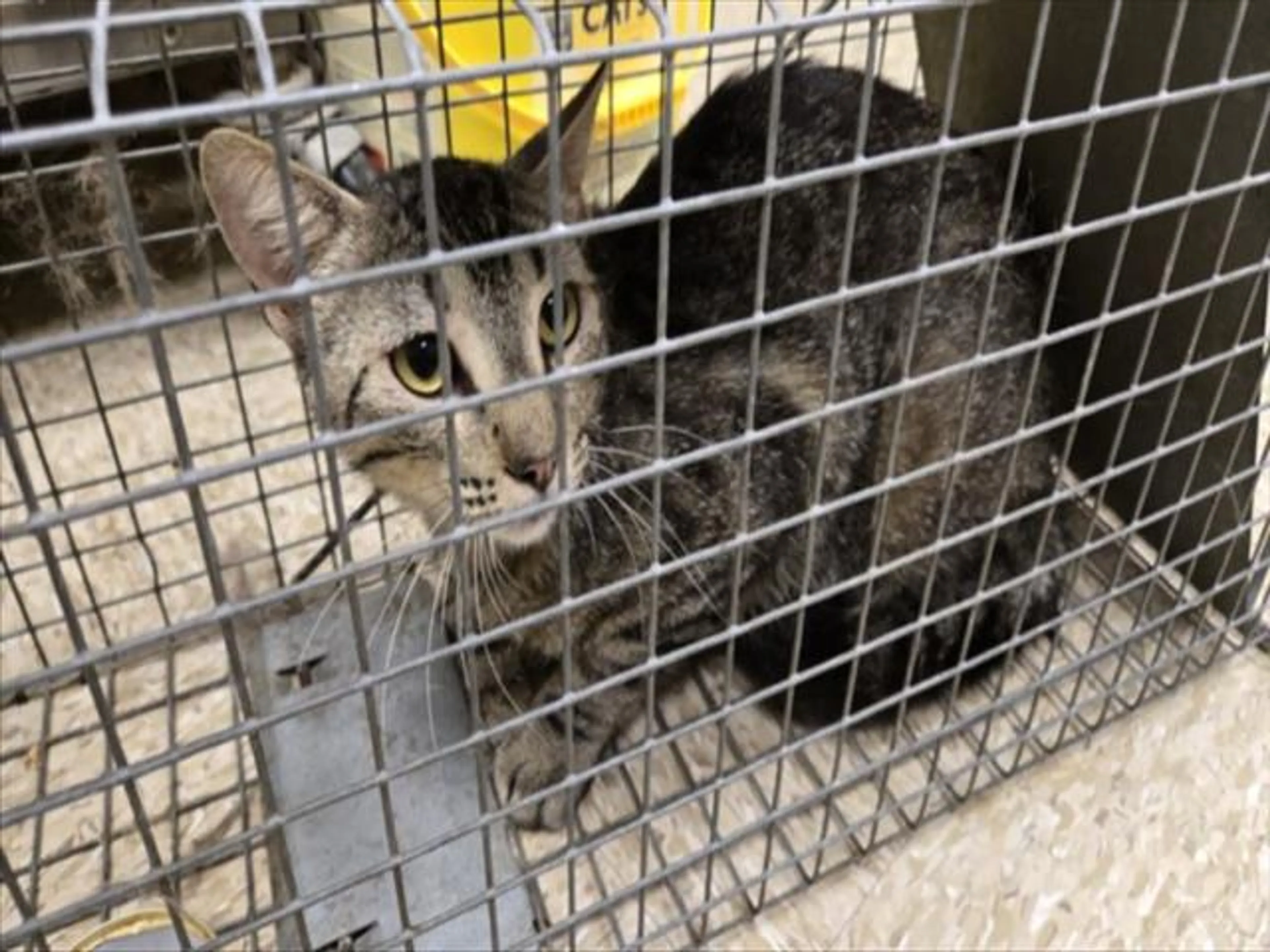 Found pet