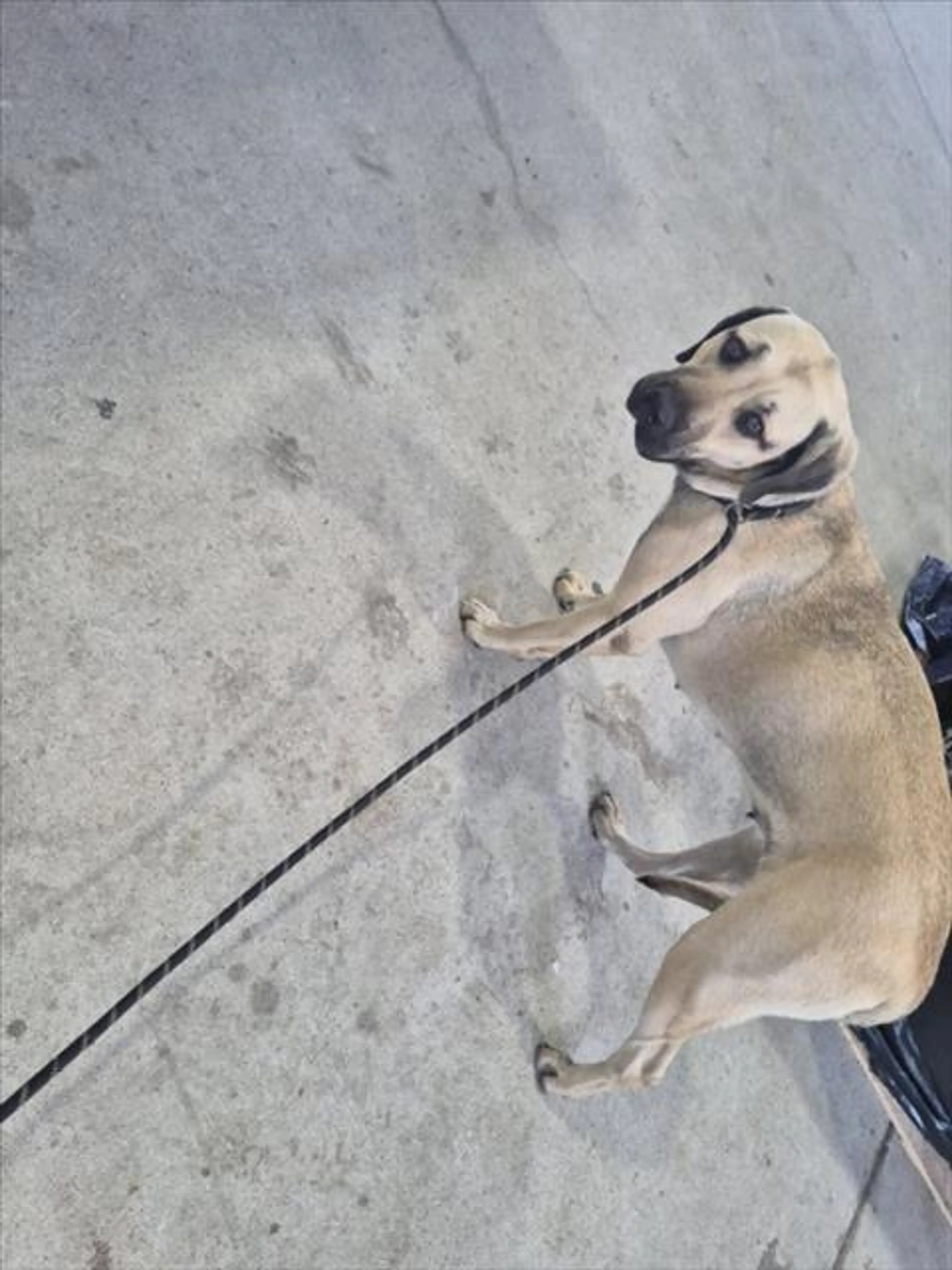 Found pet