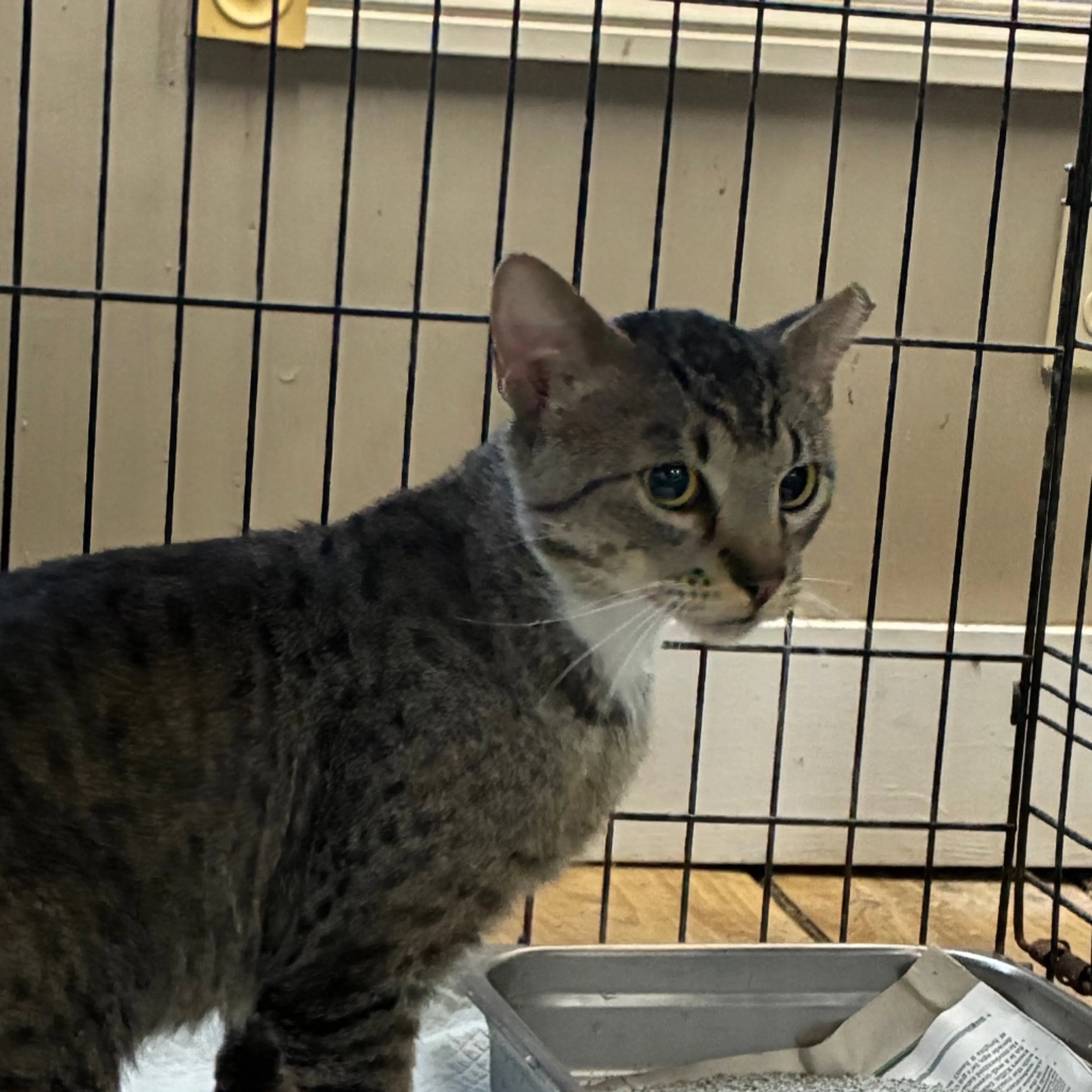 Found pet