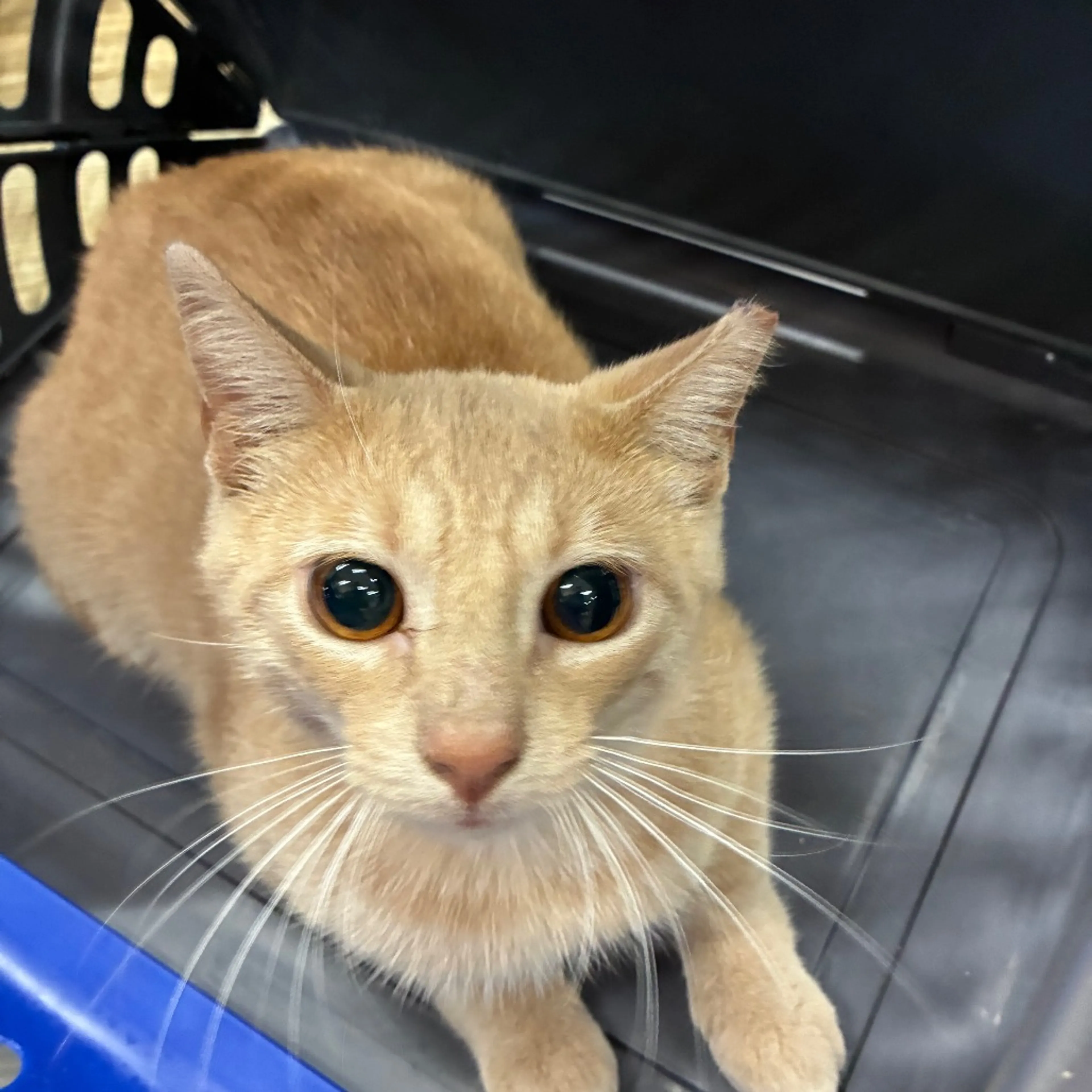 Found pet