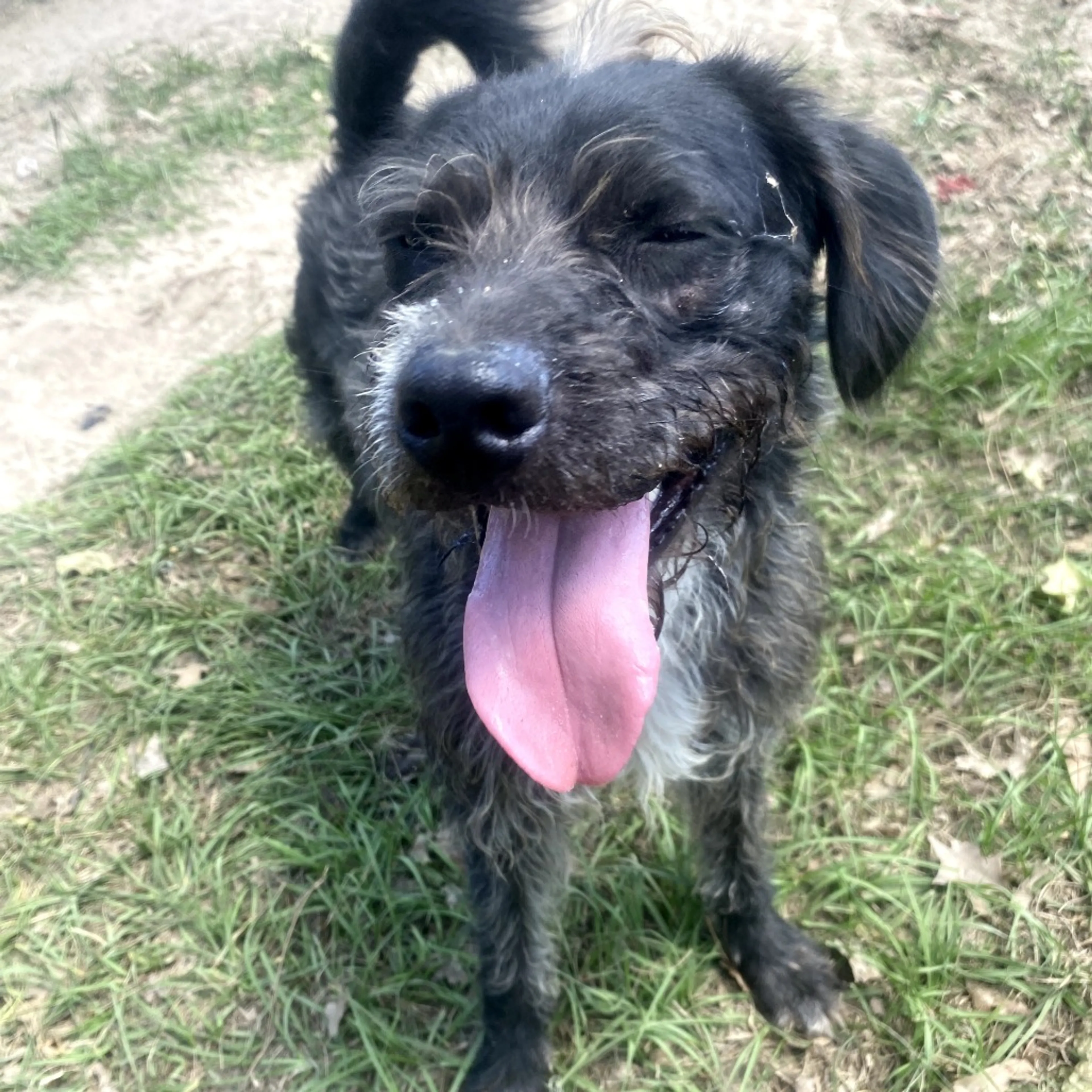 Found pet-7
