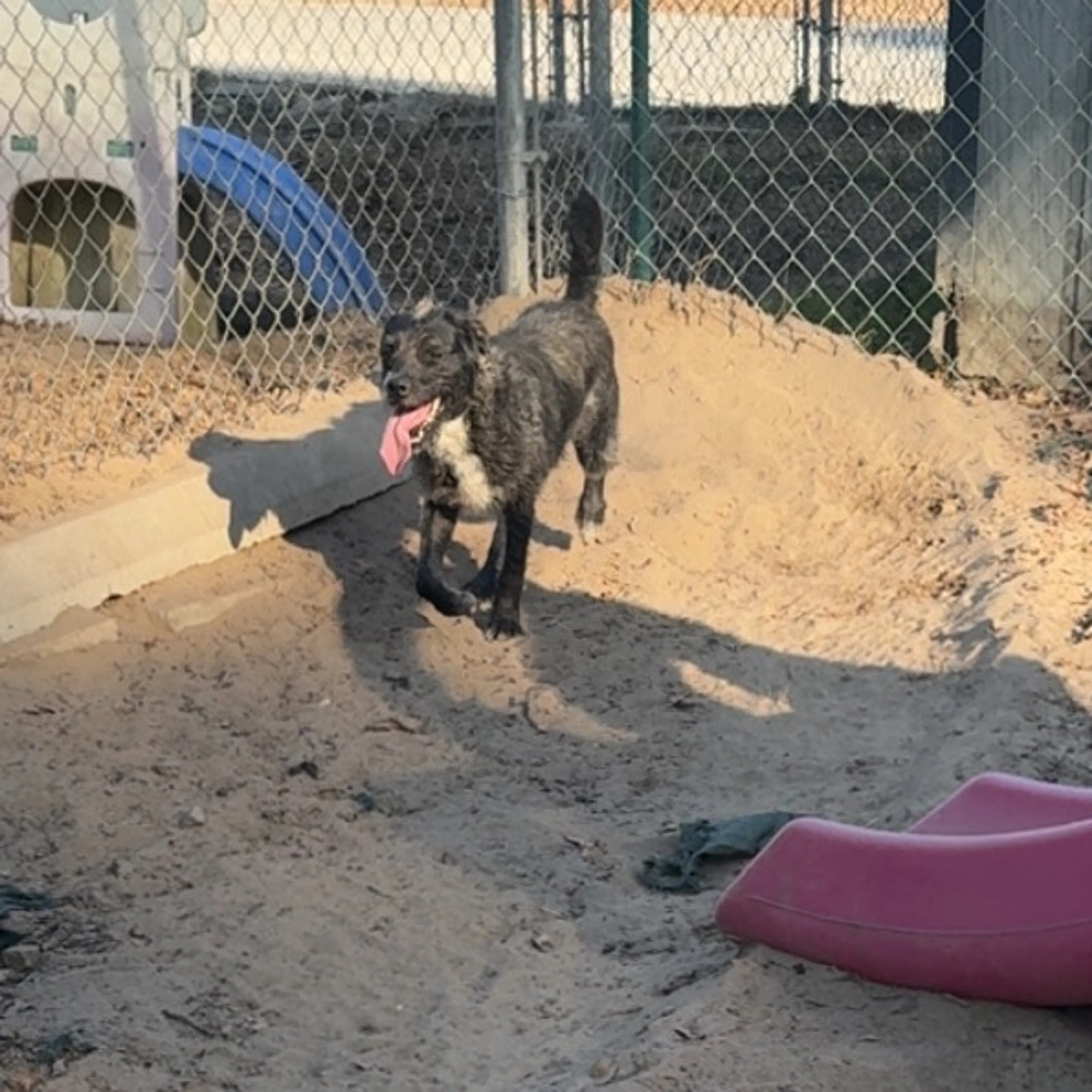Found pet-3