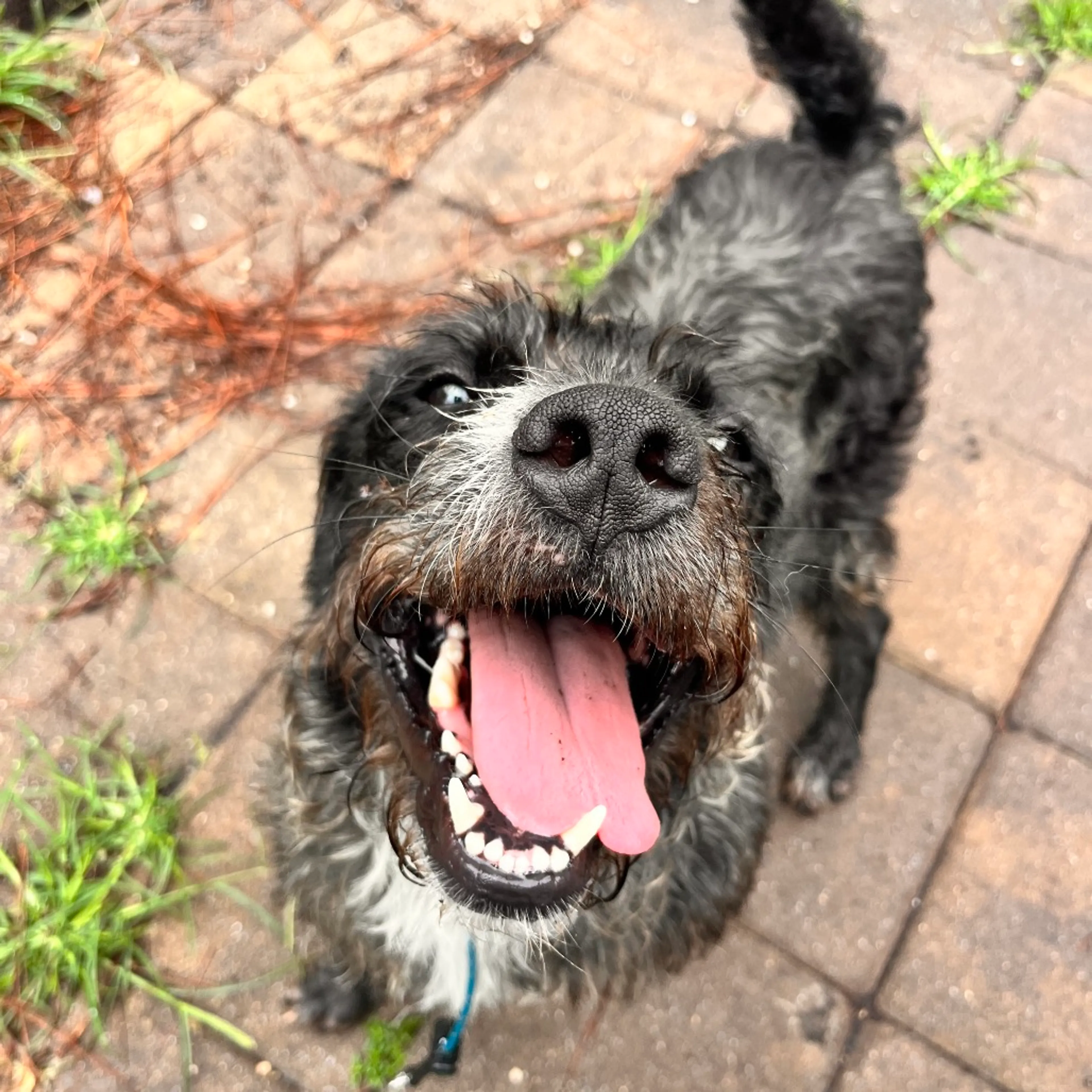 Found pet-9