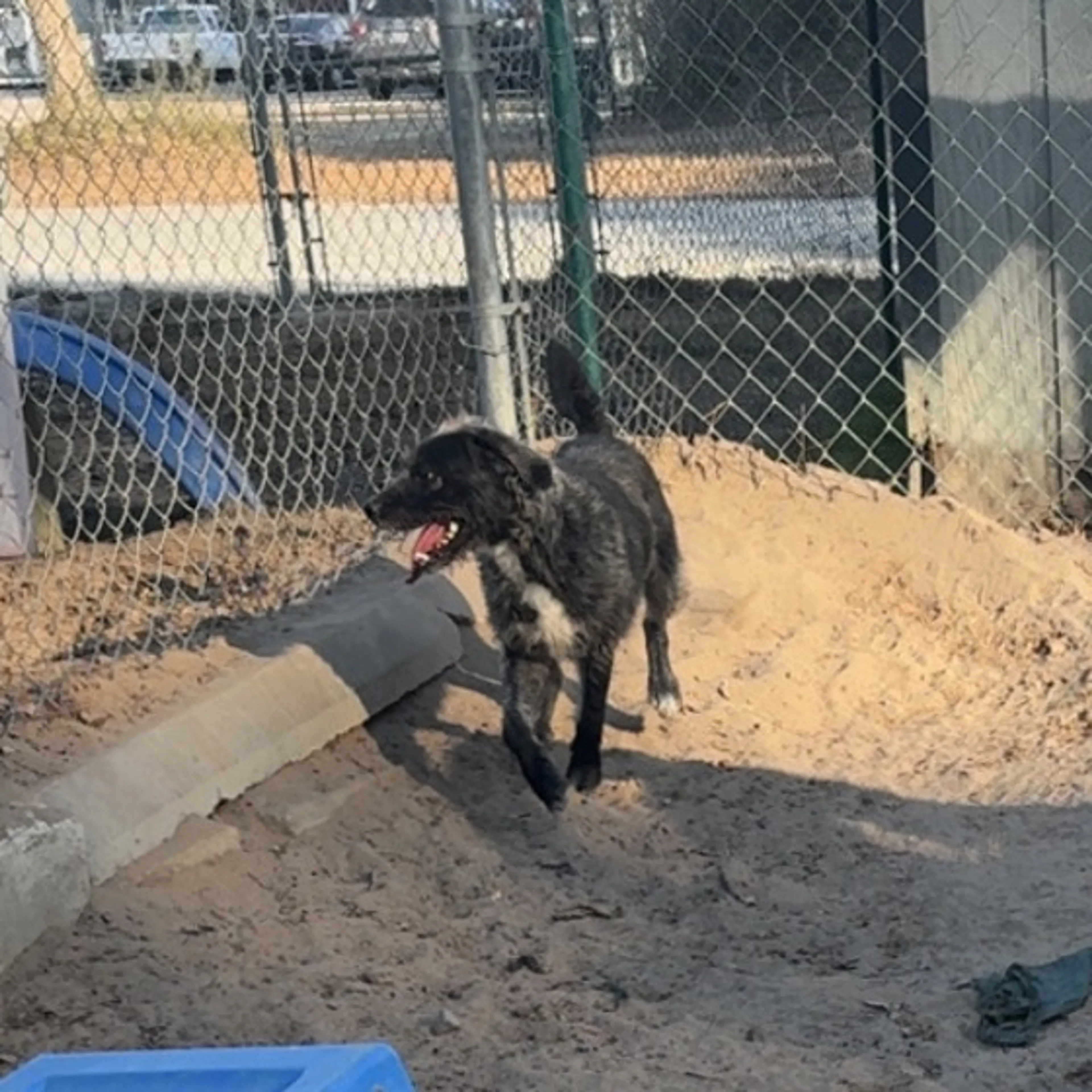 Found pet-4