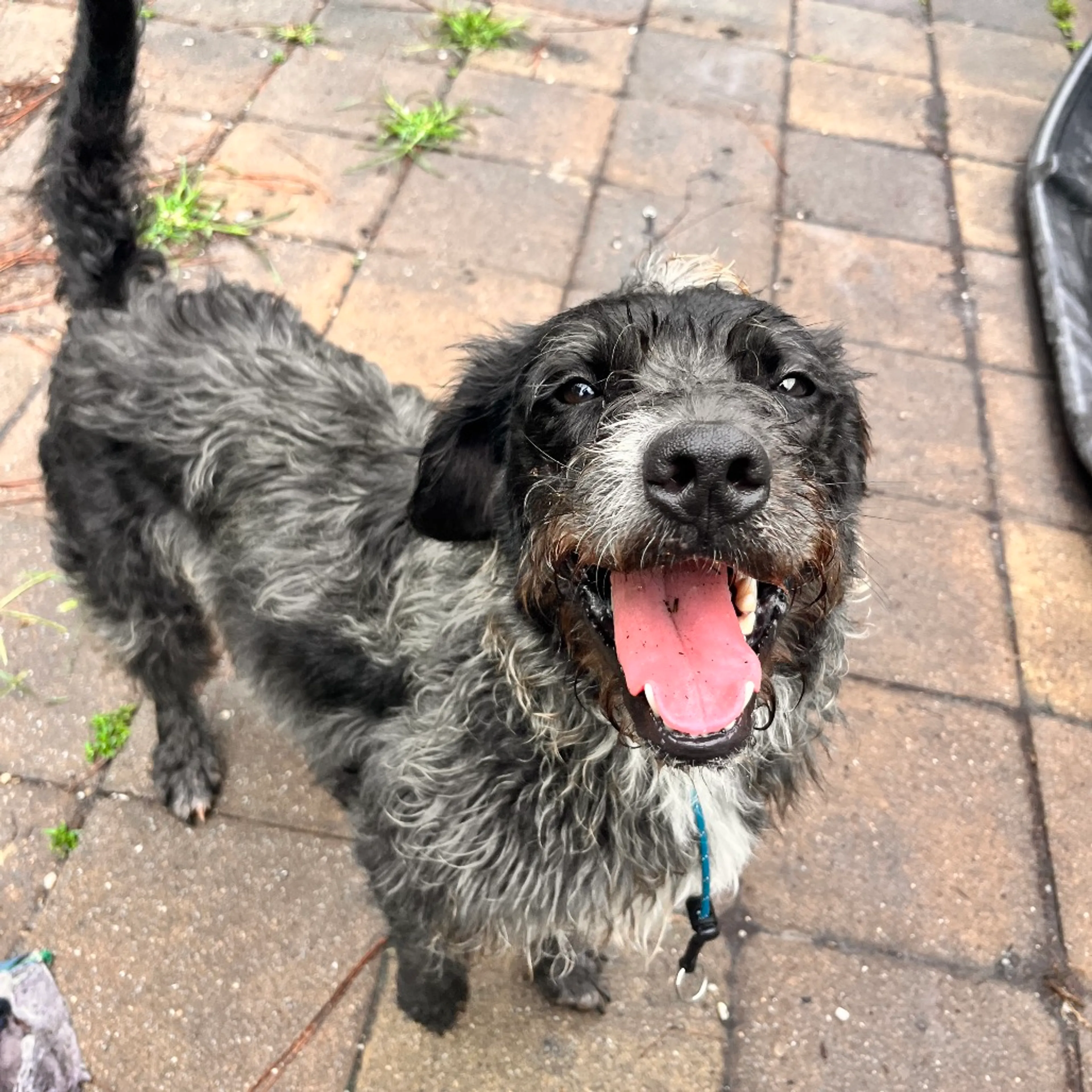 Found pet-8