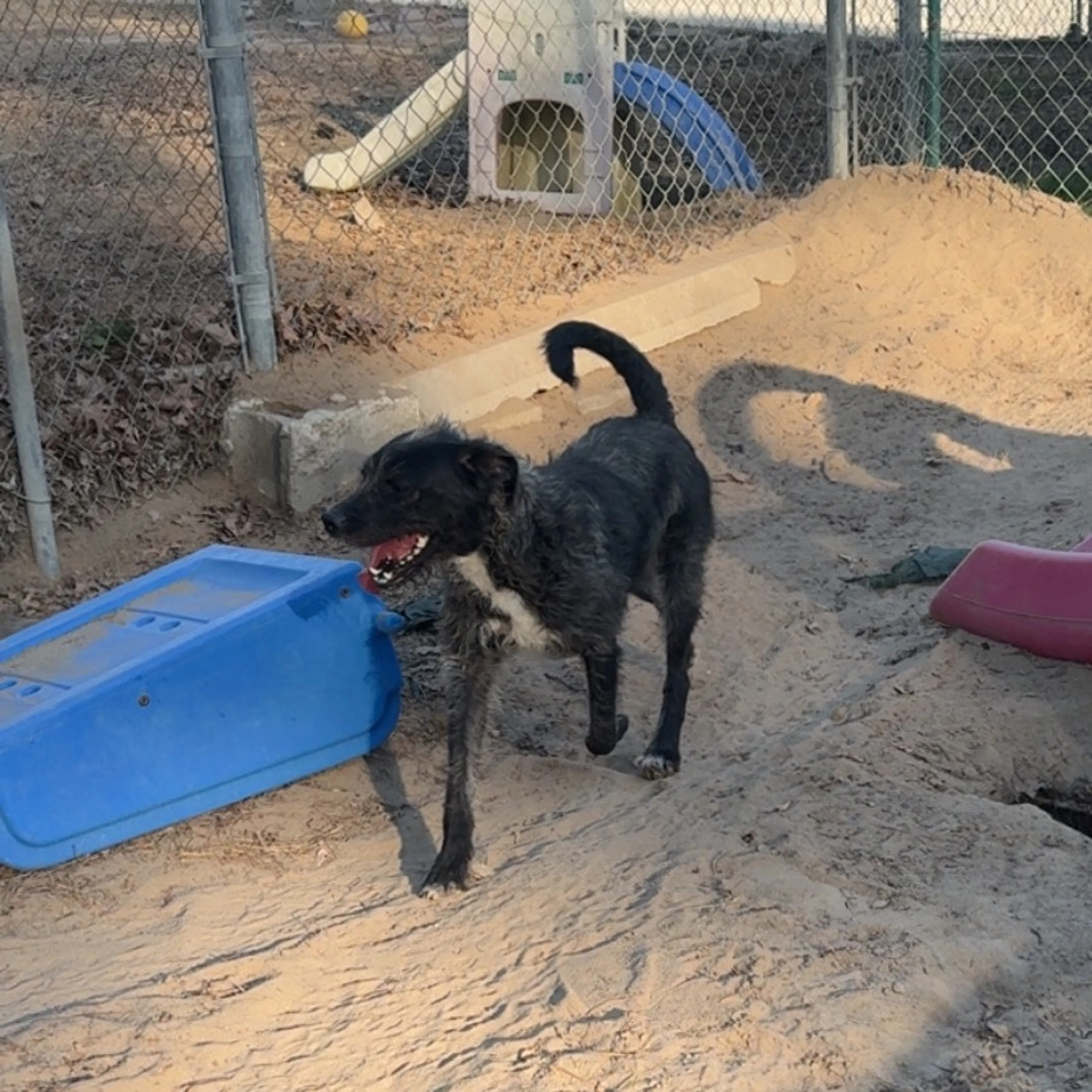 Found pet-2