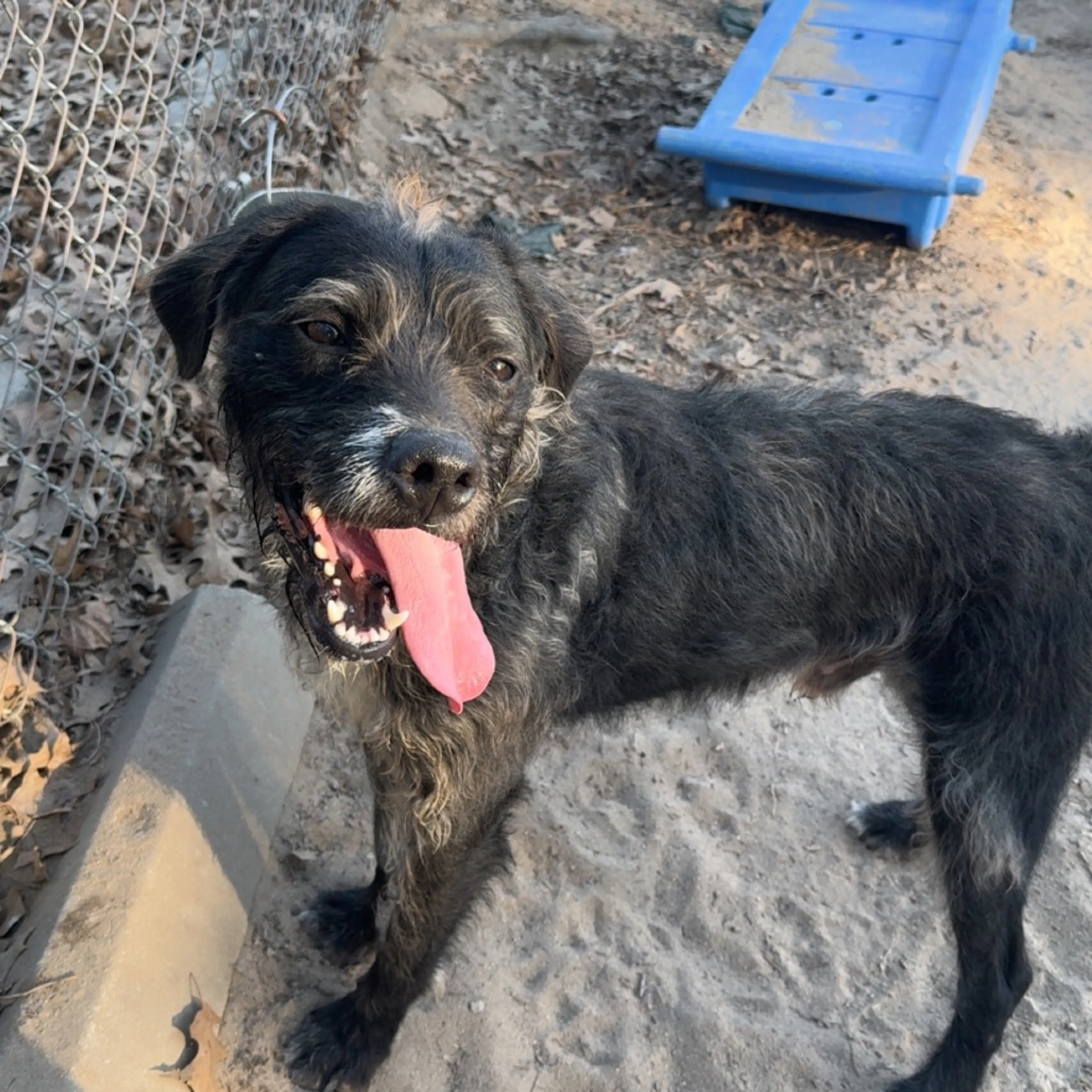 Found pet-5