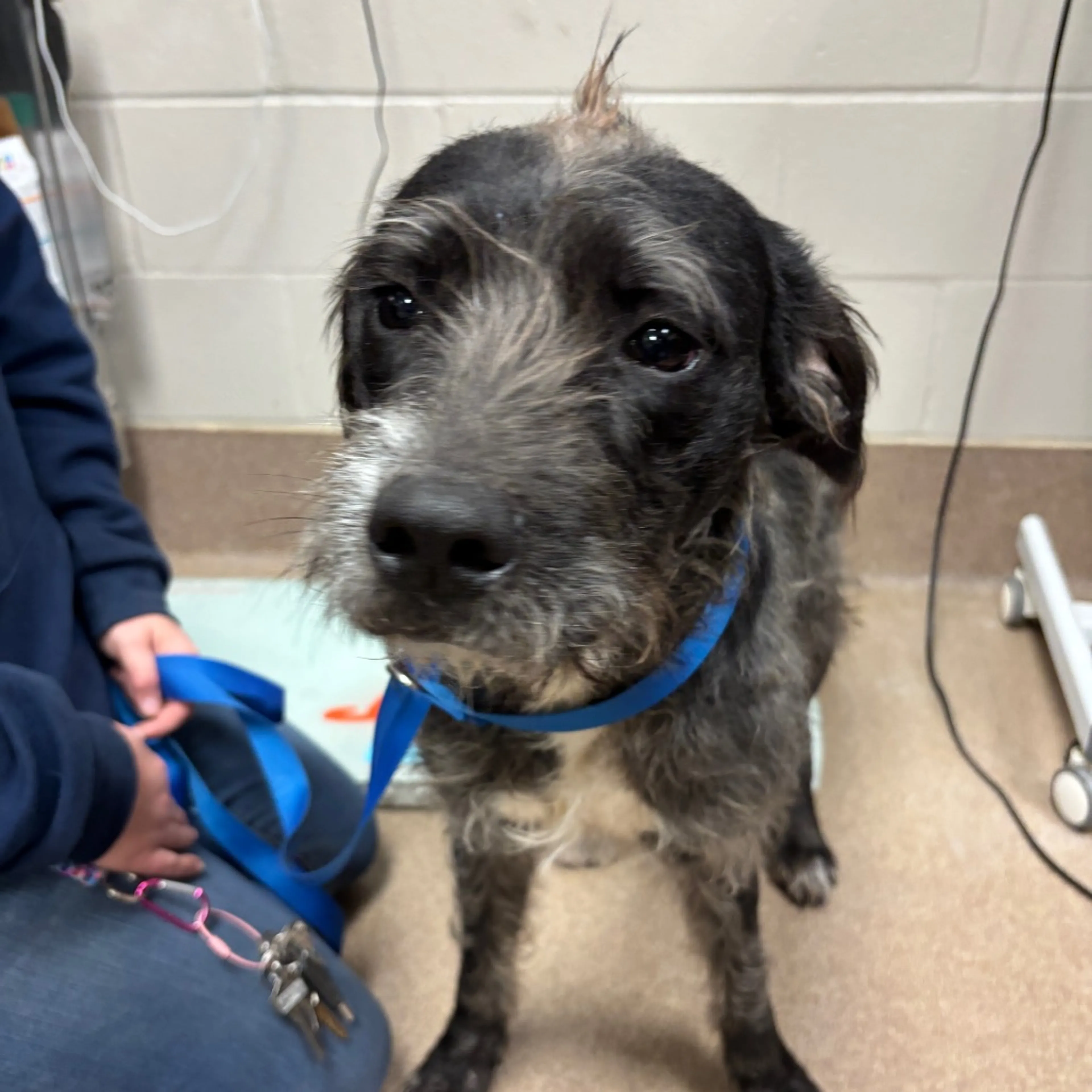 Found pet-1