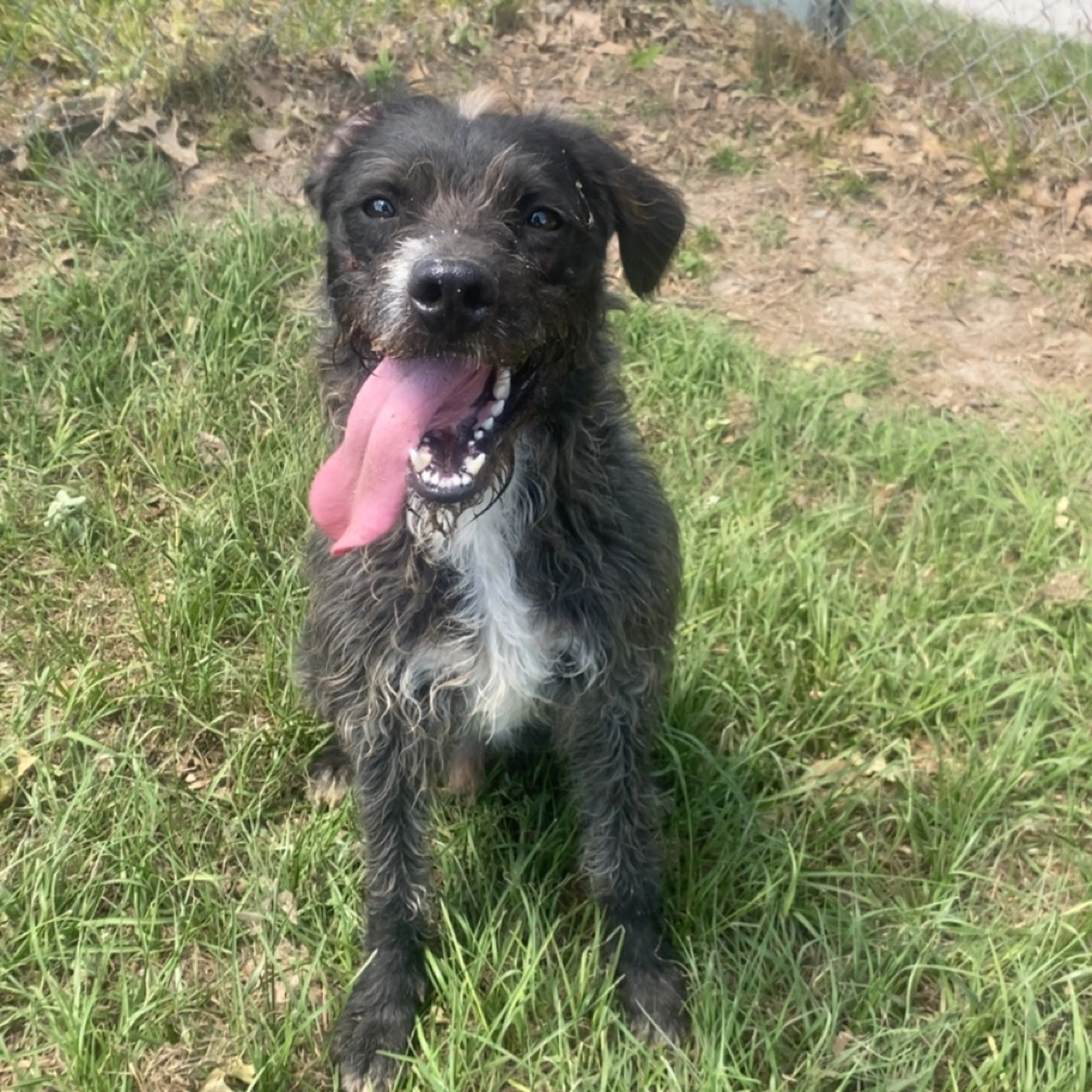 Found pet-6