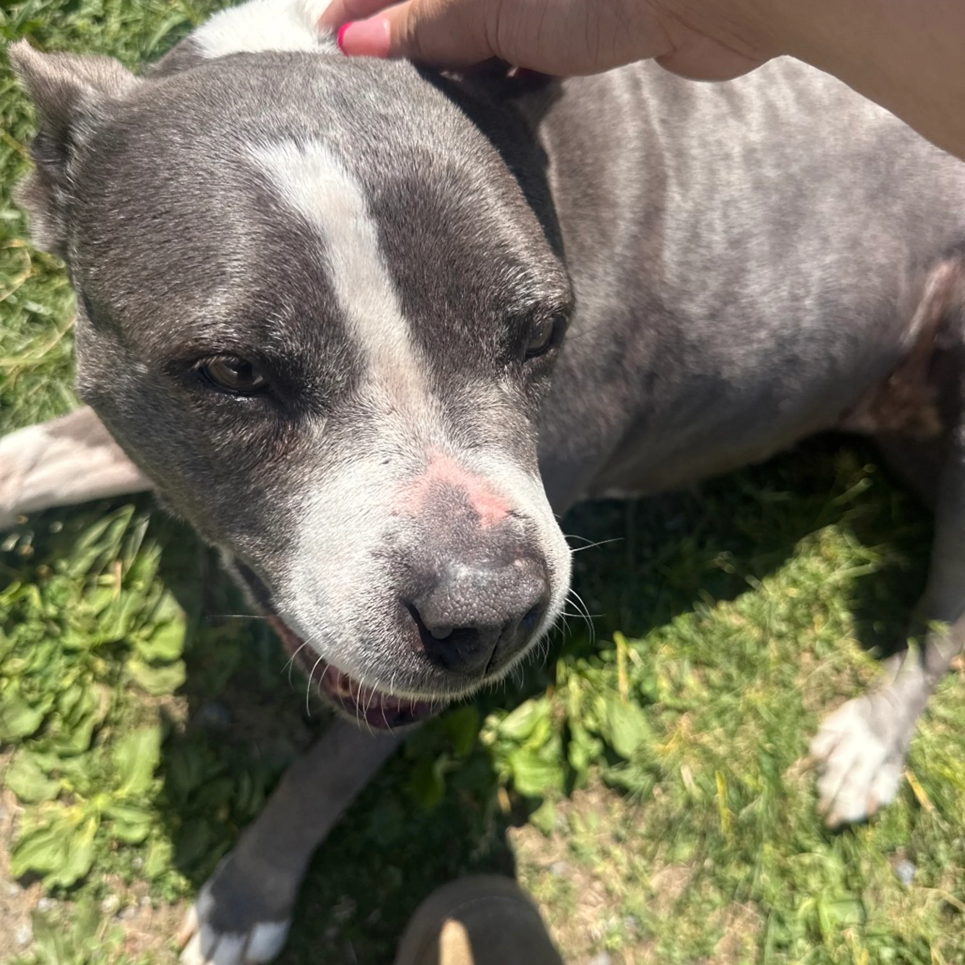 Found pet-2