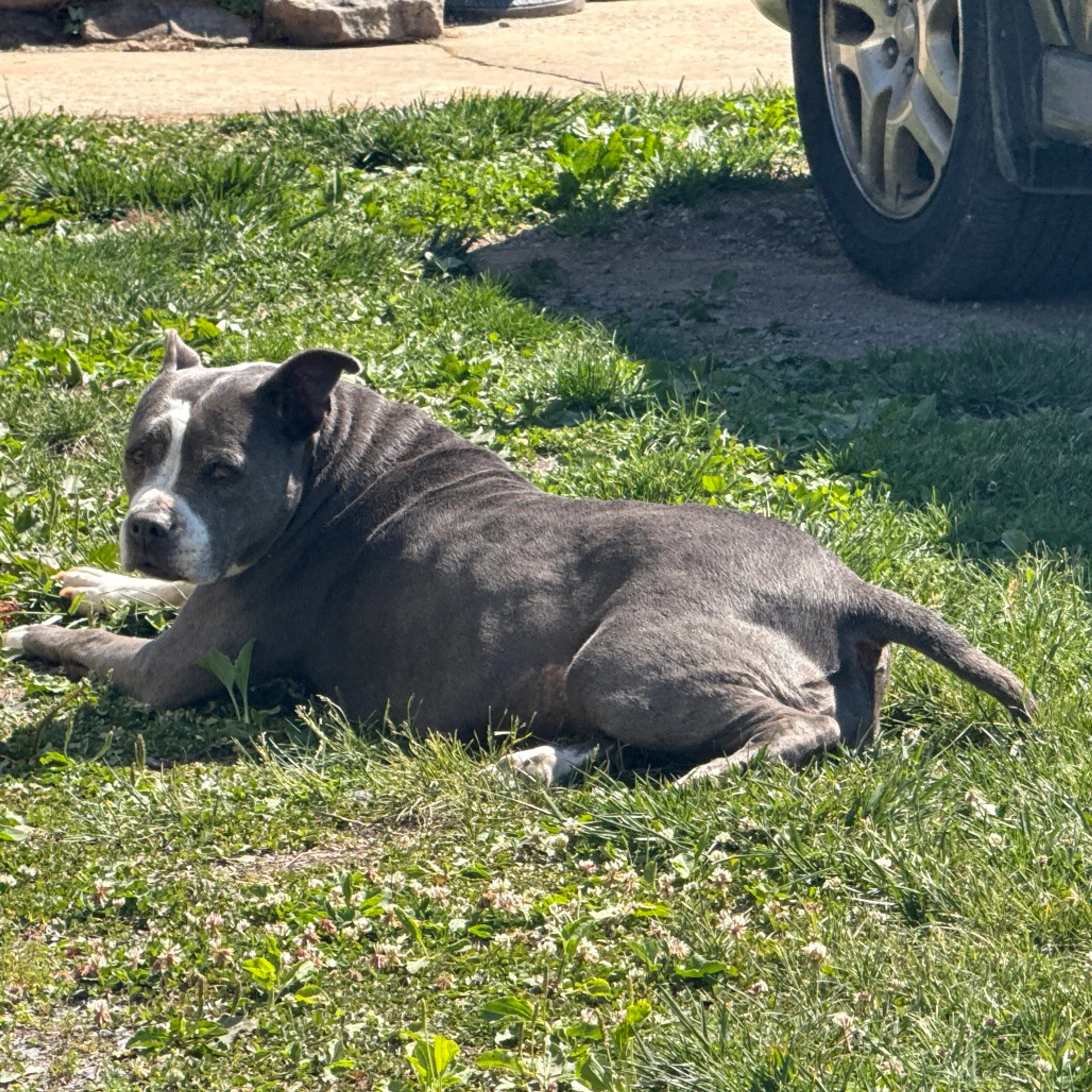 Found pet-1