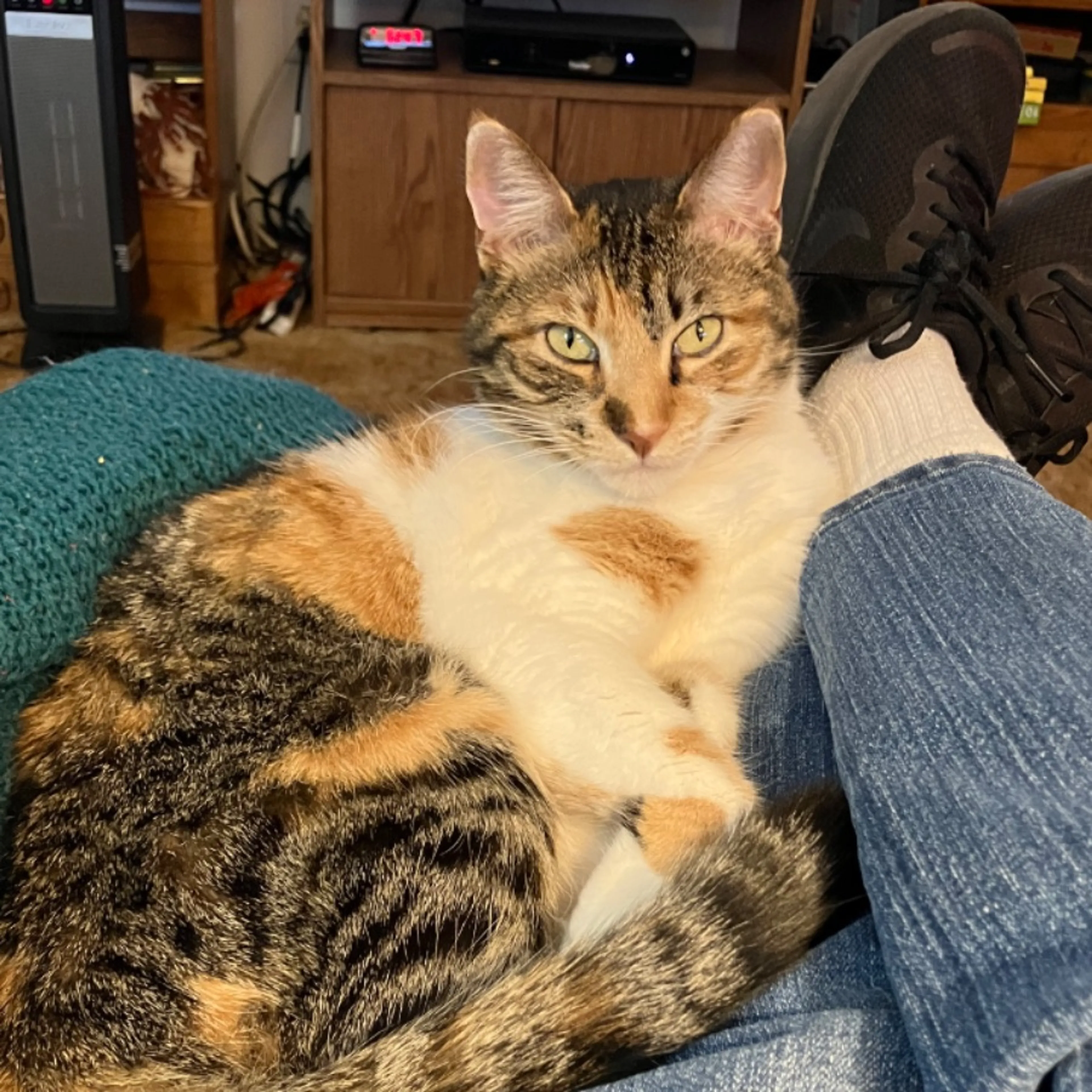 Lost pet