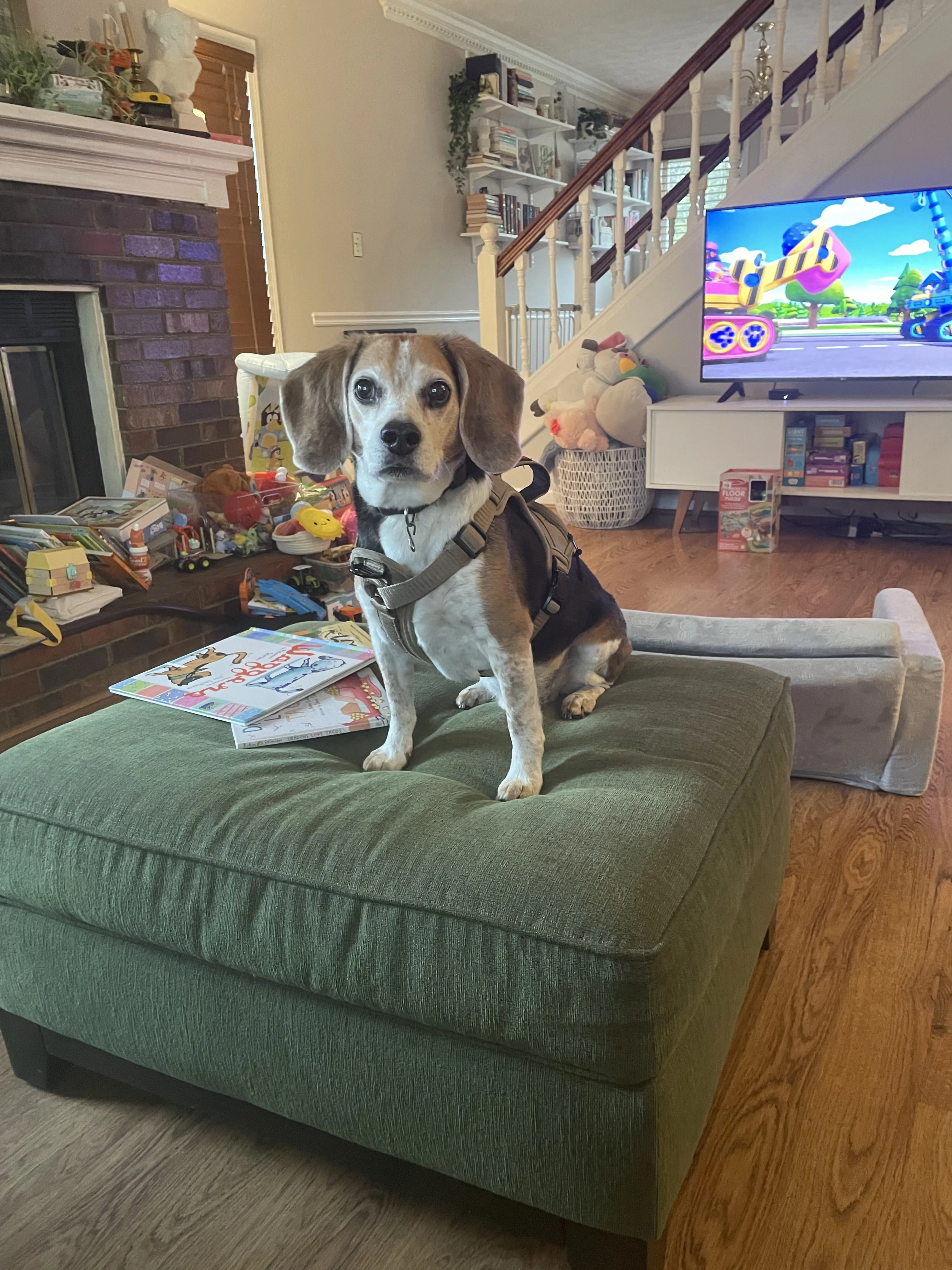Lost pet