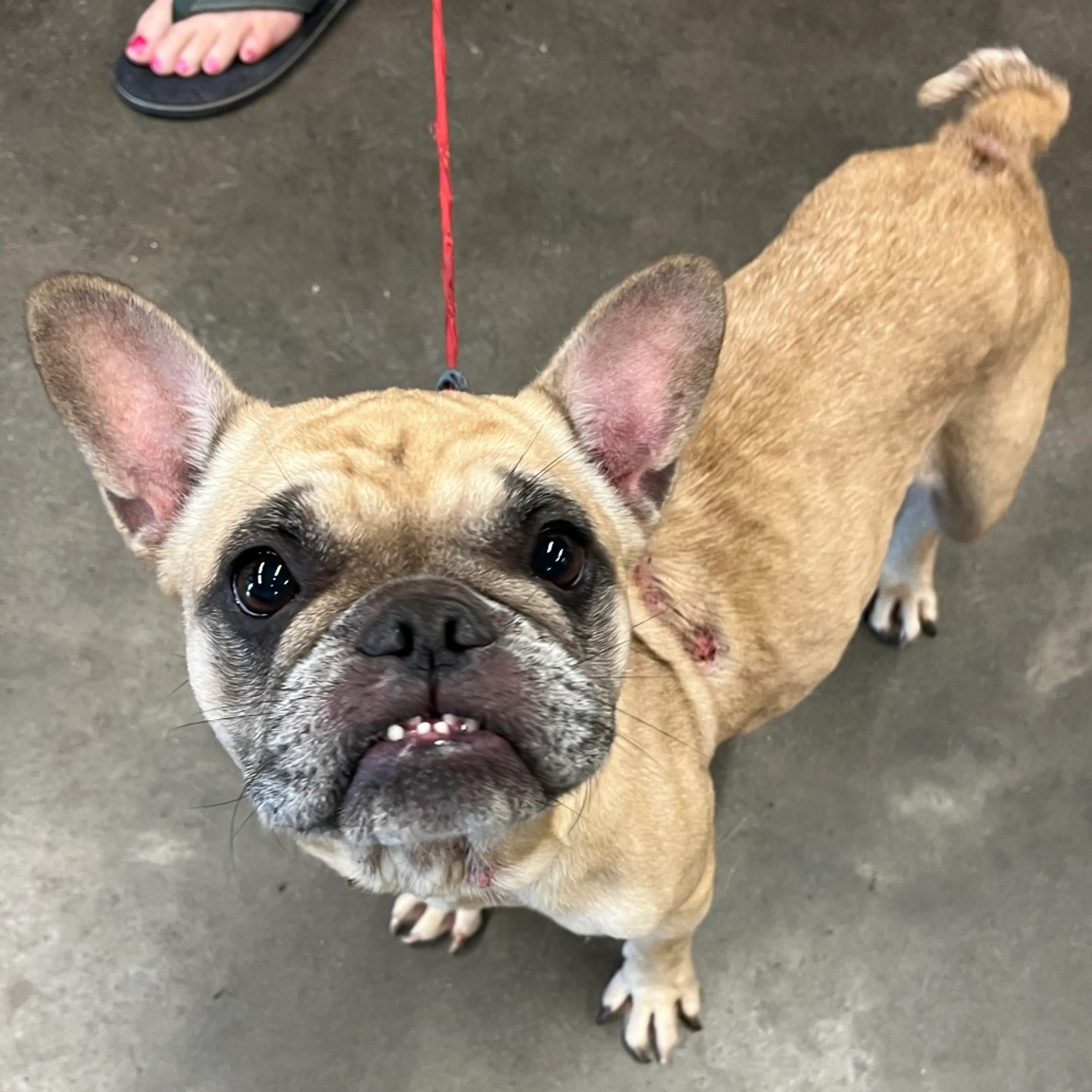 Found pet