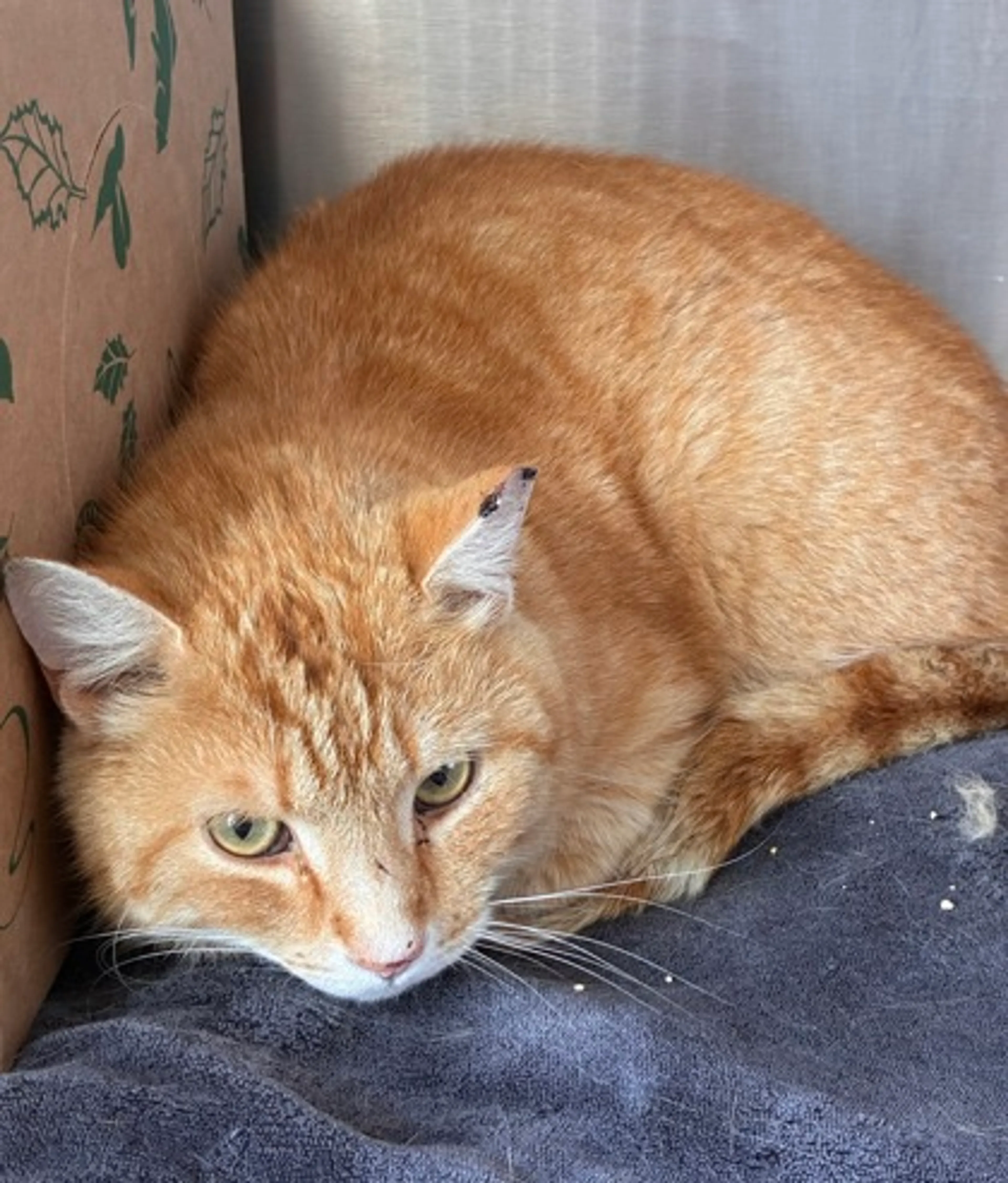 Found pet-2