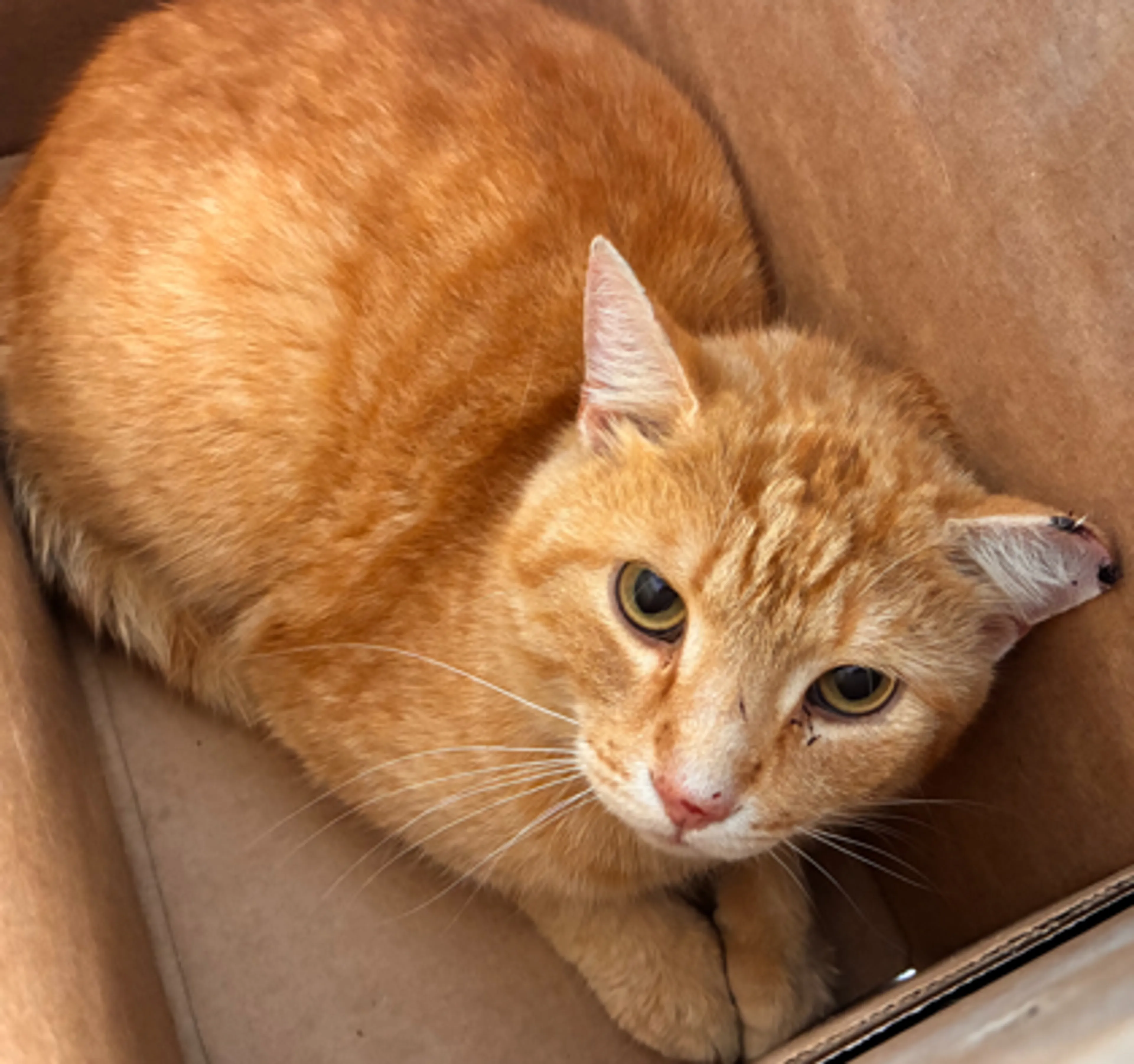 Found pet-1