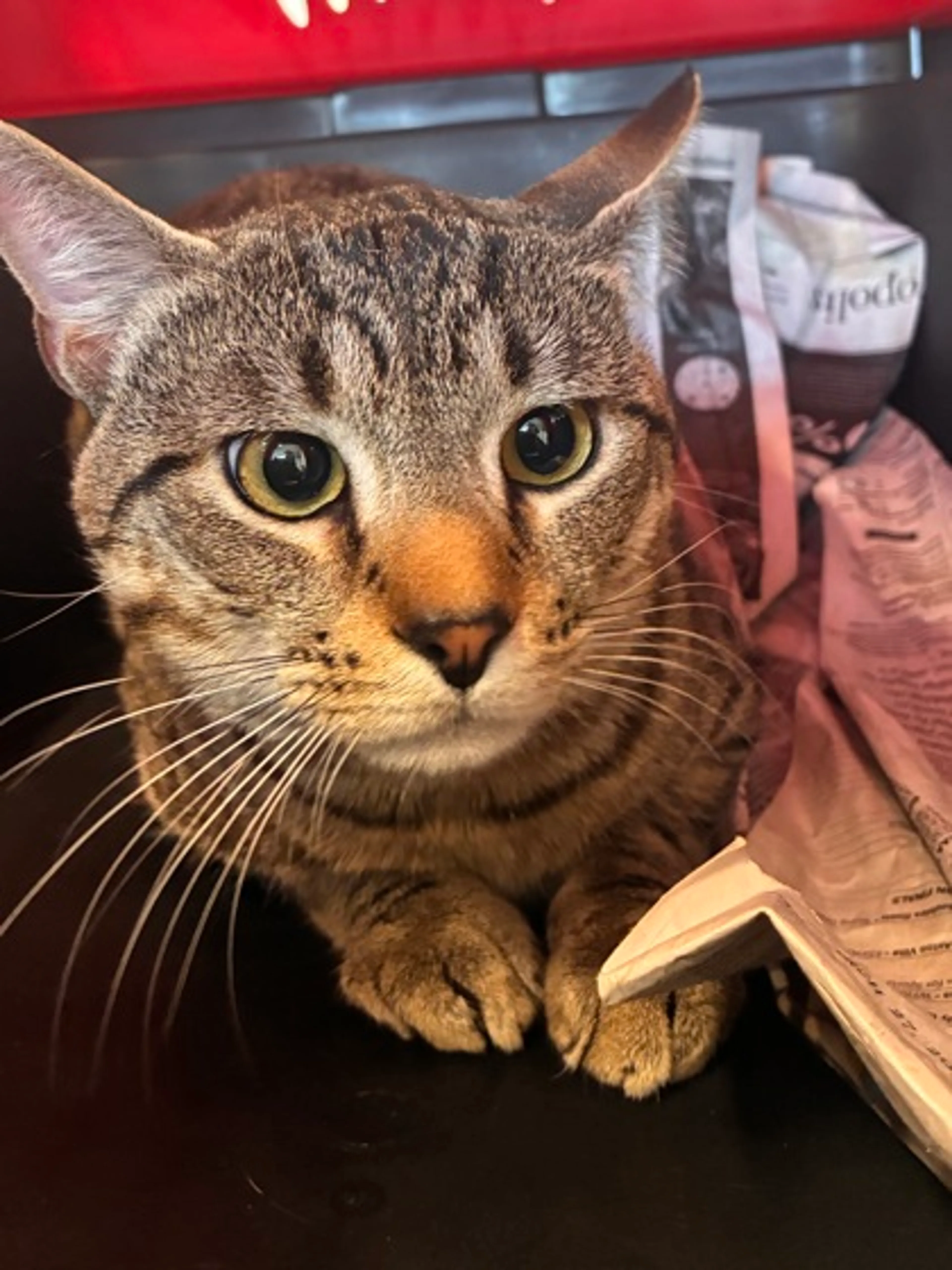 Found pet-1