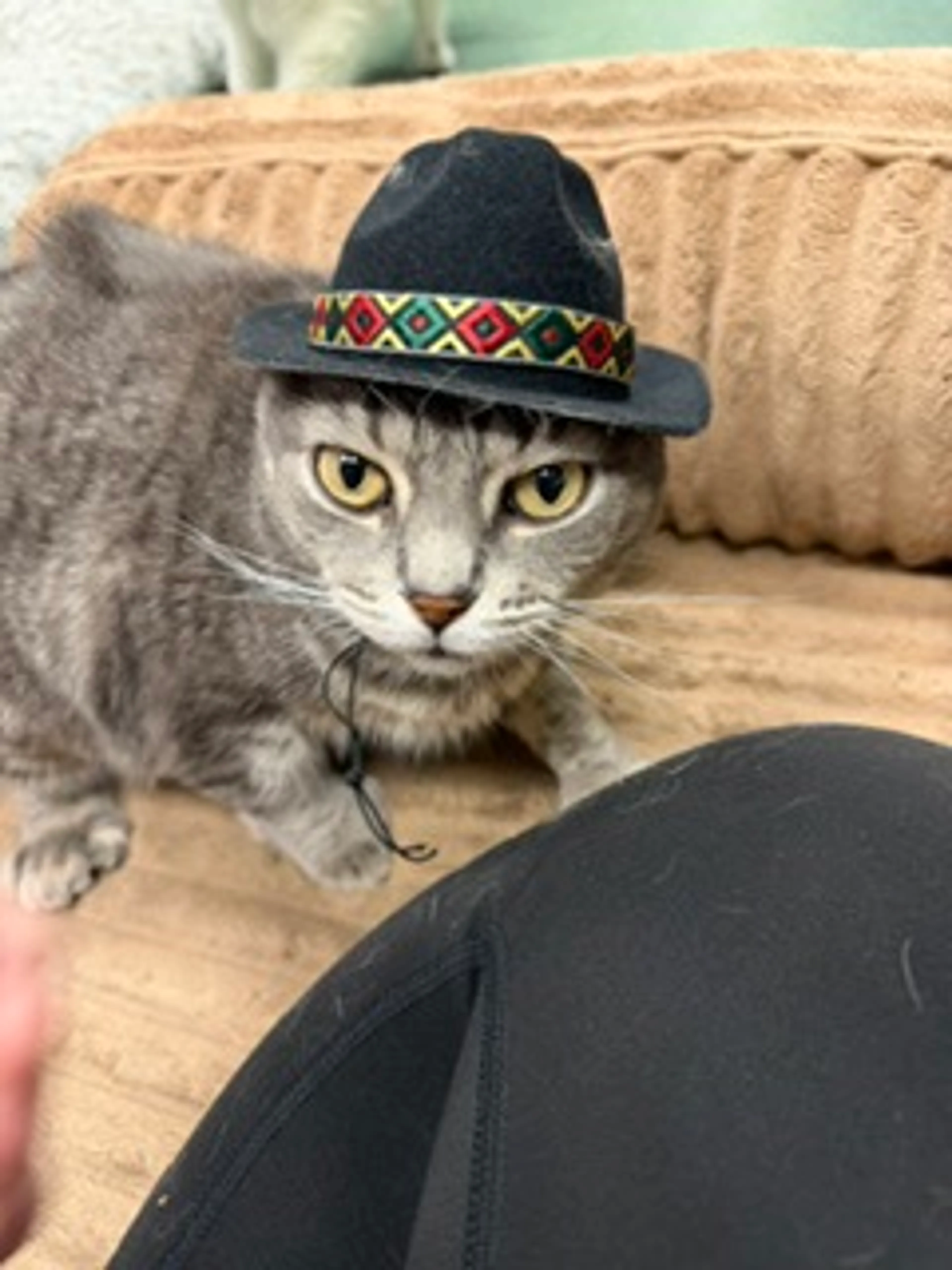 Found pet