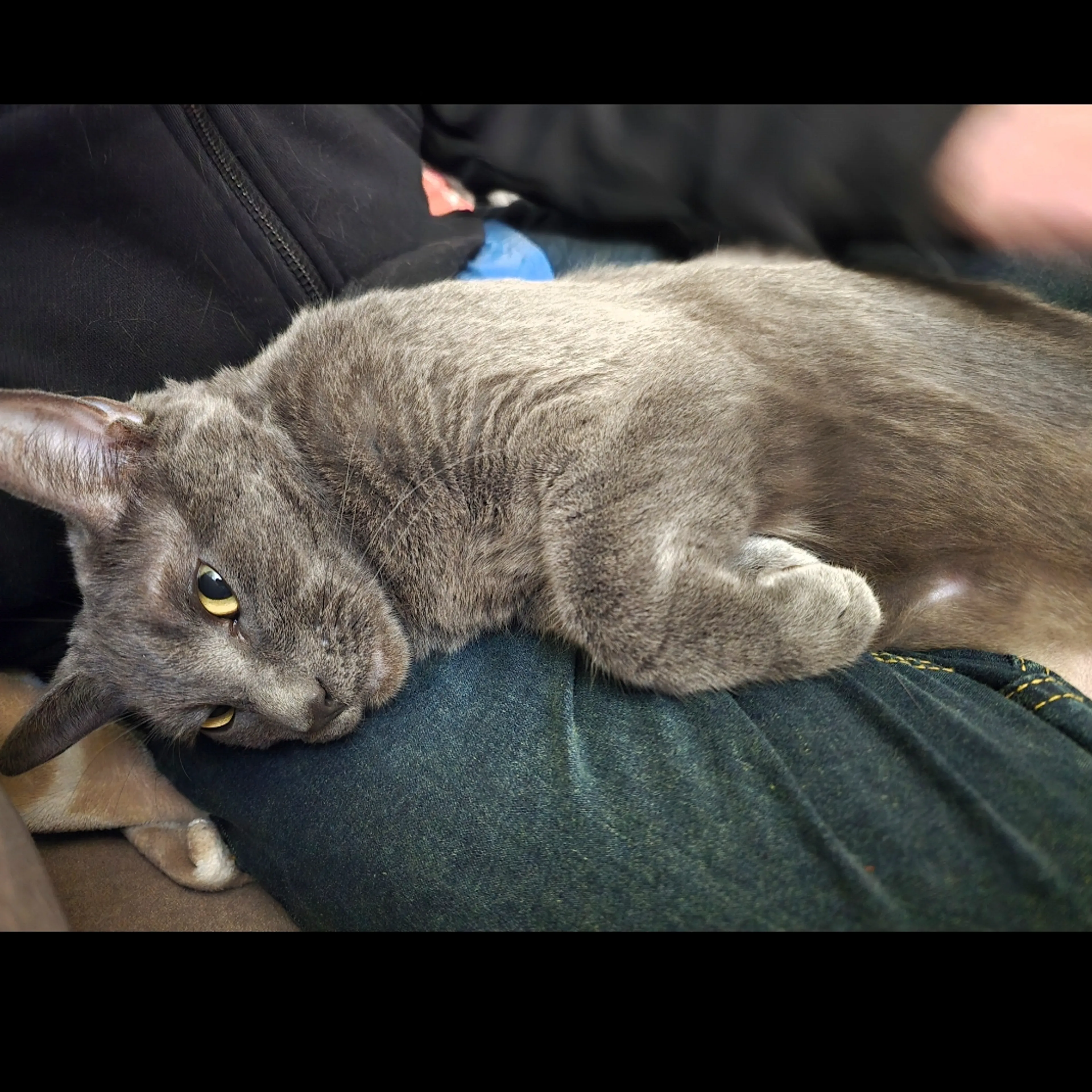 Lost pet-1