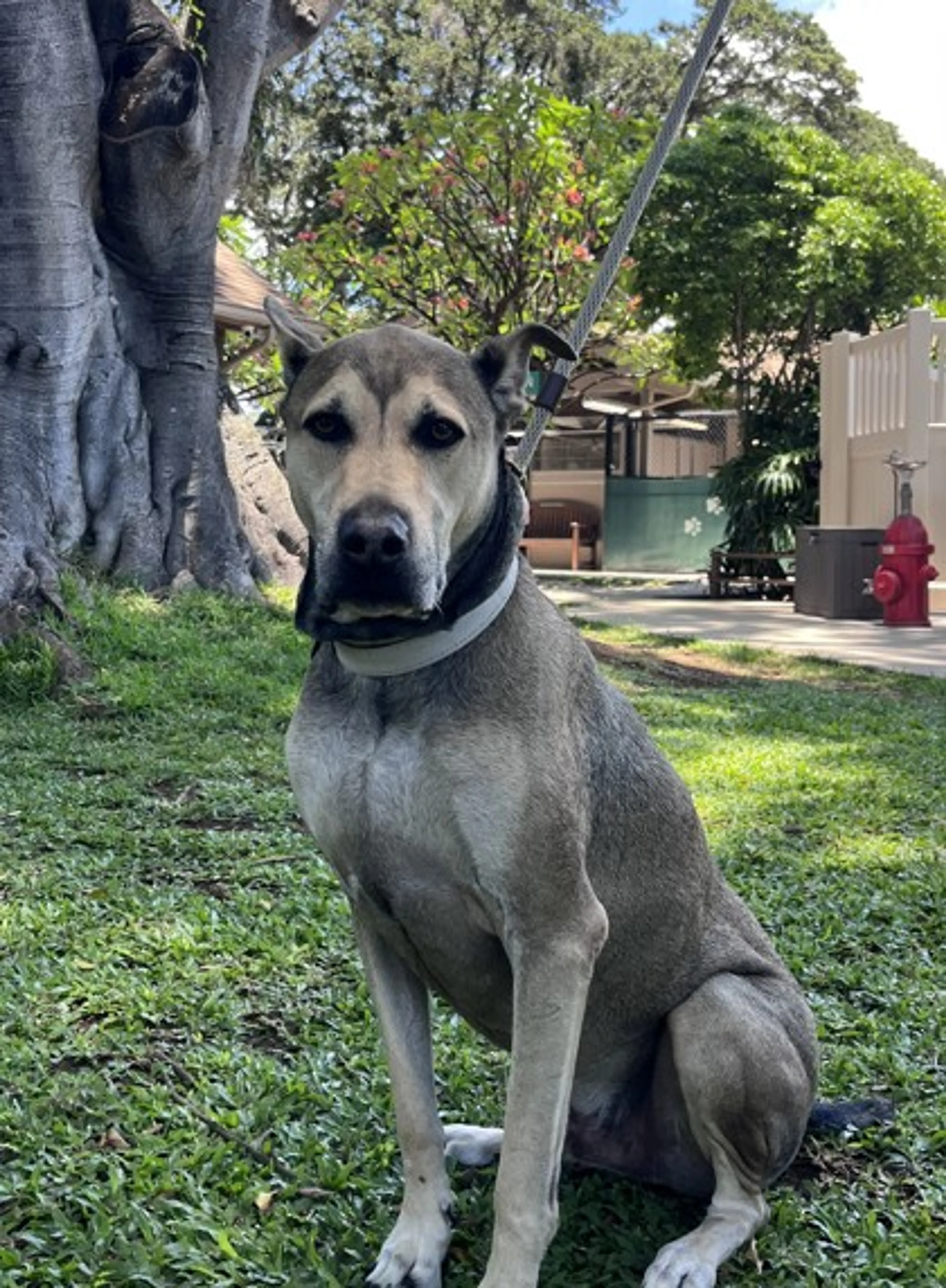Found pet