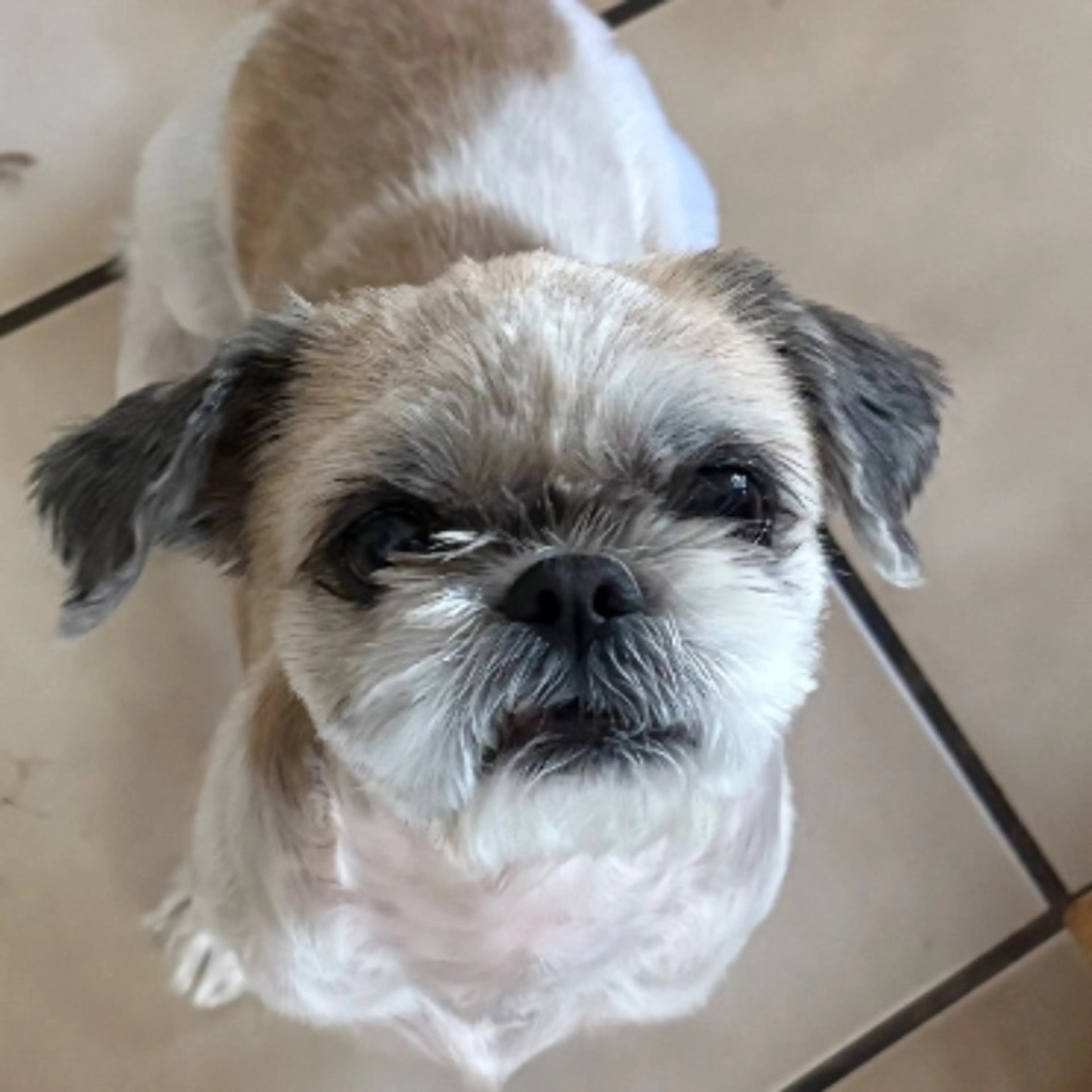 Lost pet-0