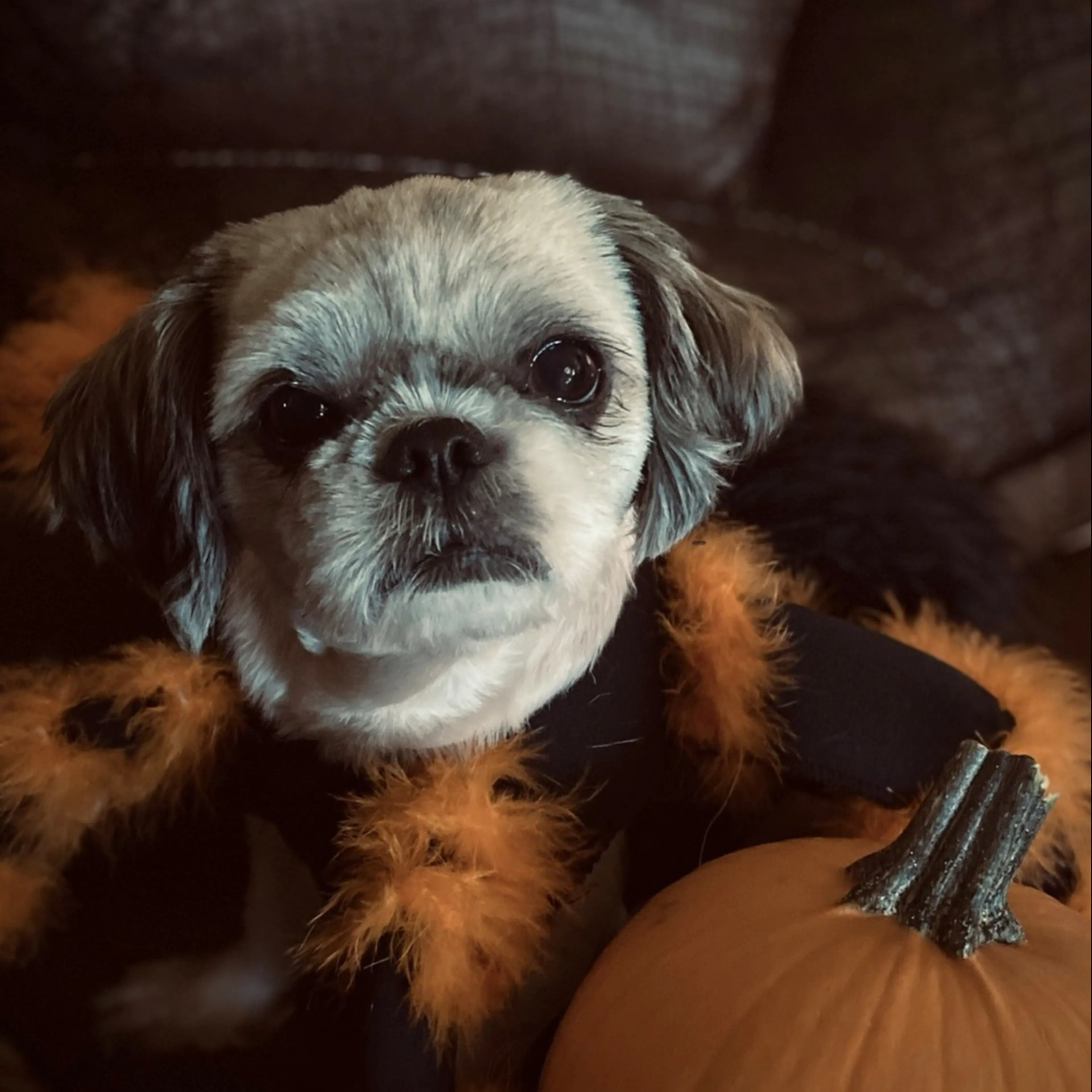 Lost pet-1