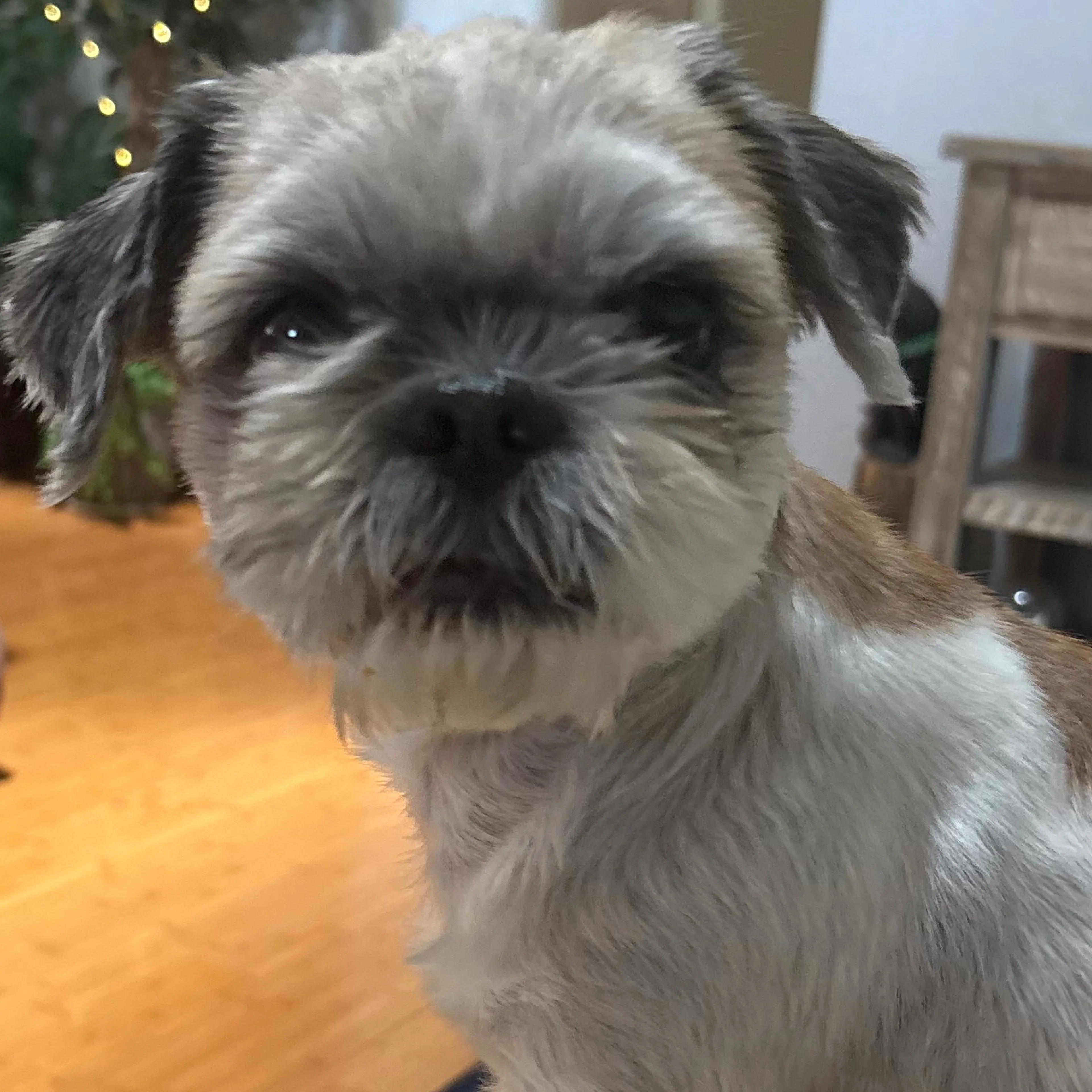 Lost pet-2