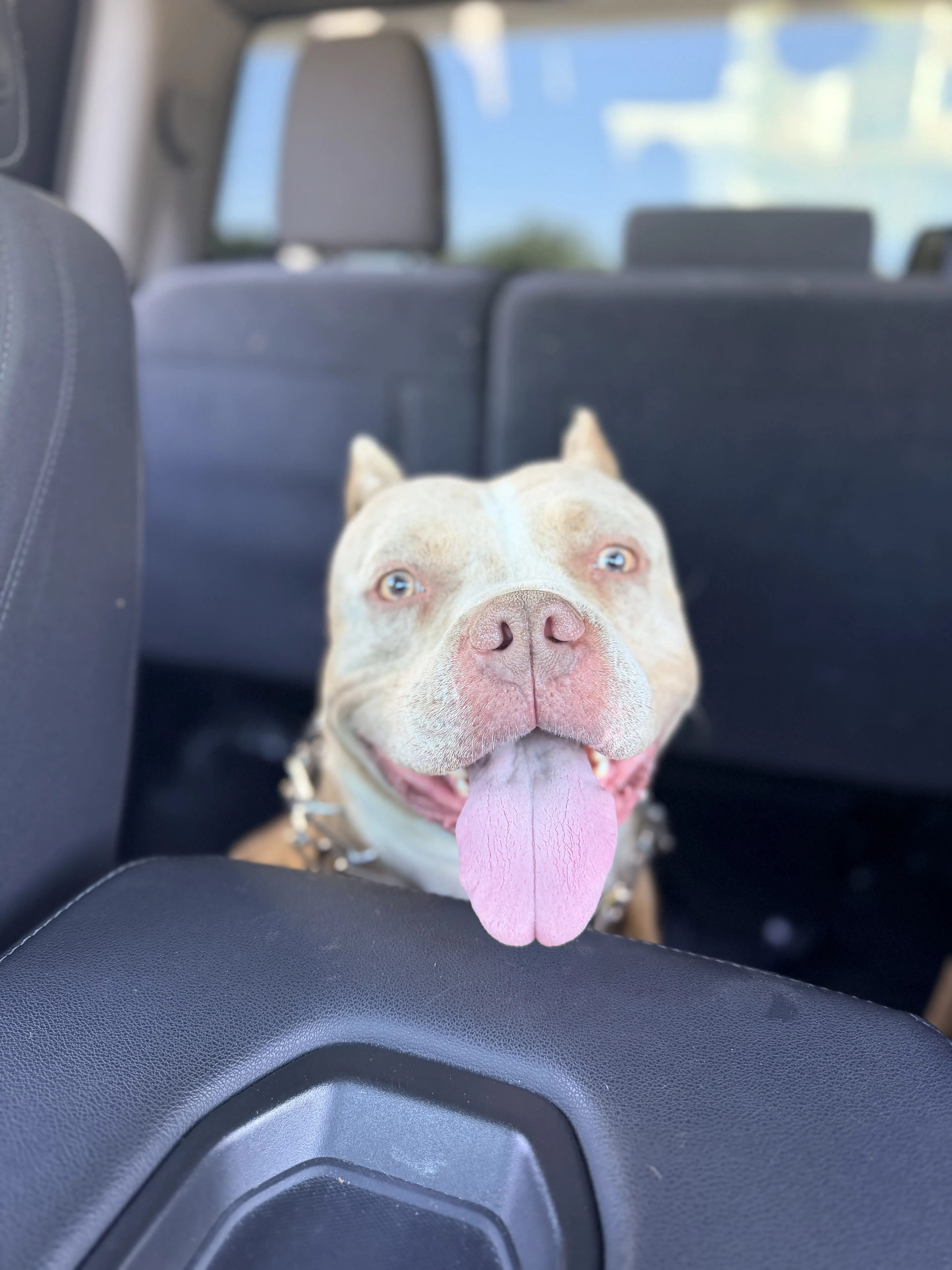 Lost pet-1