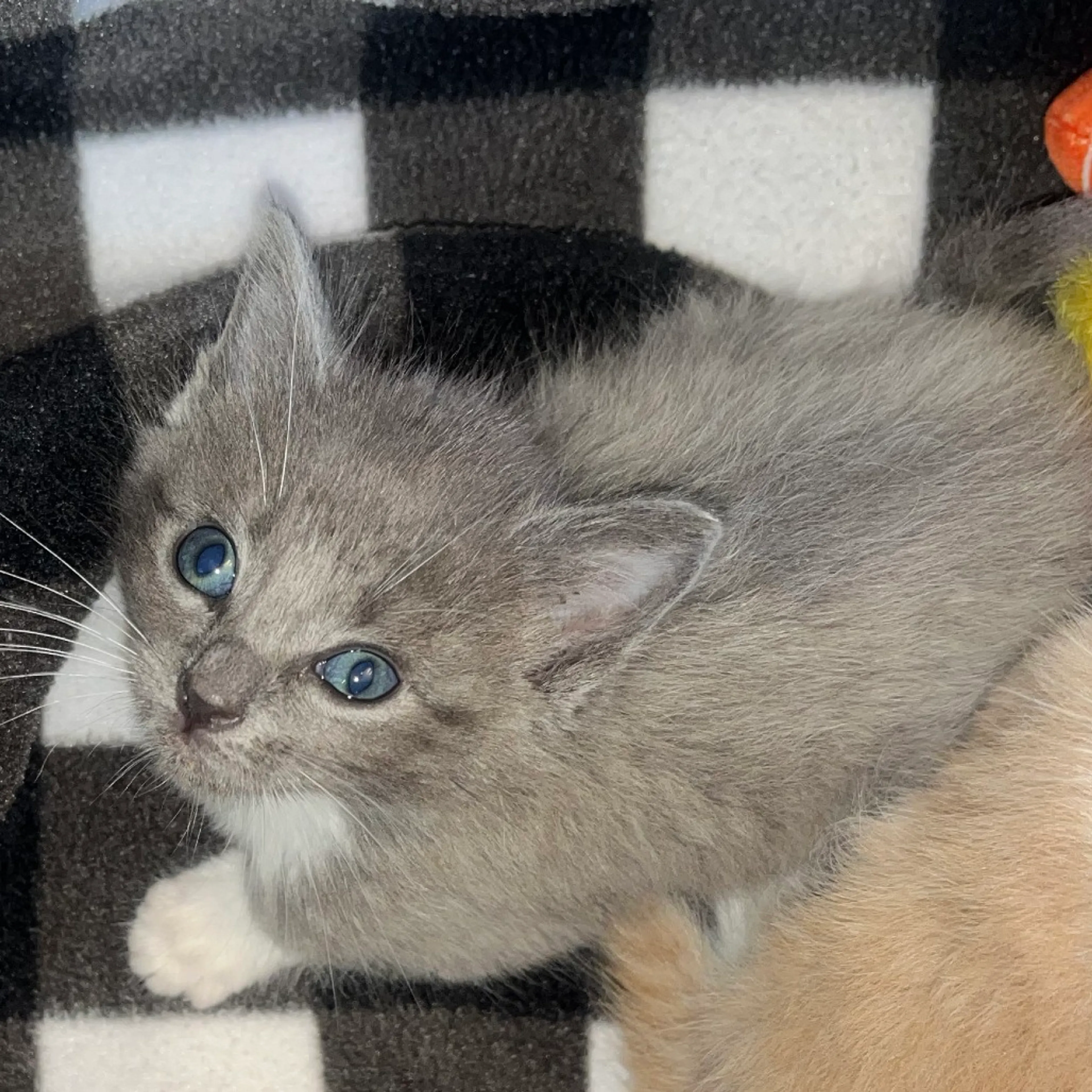 Found pet-1
