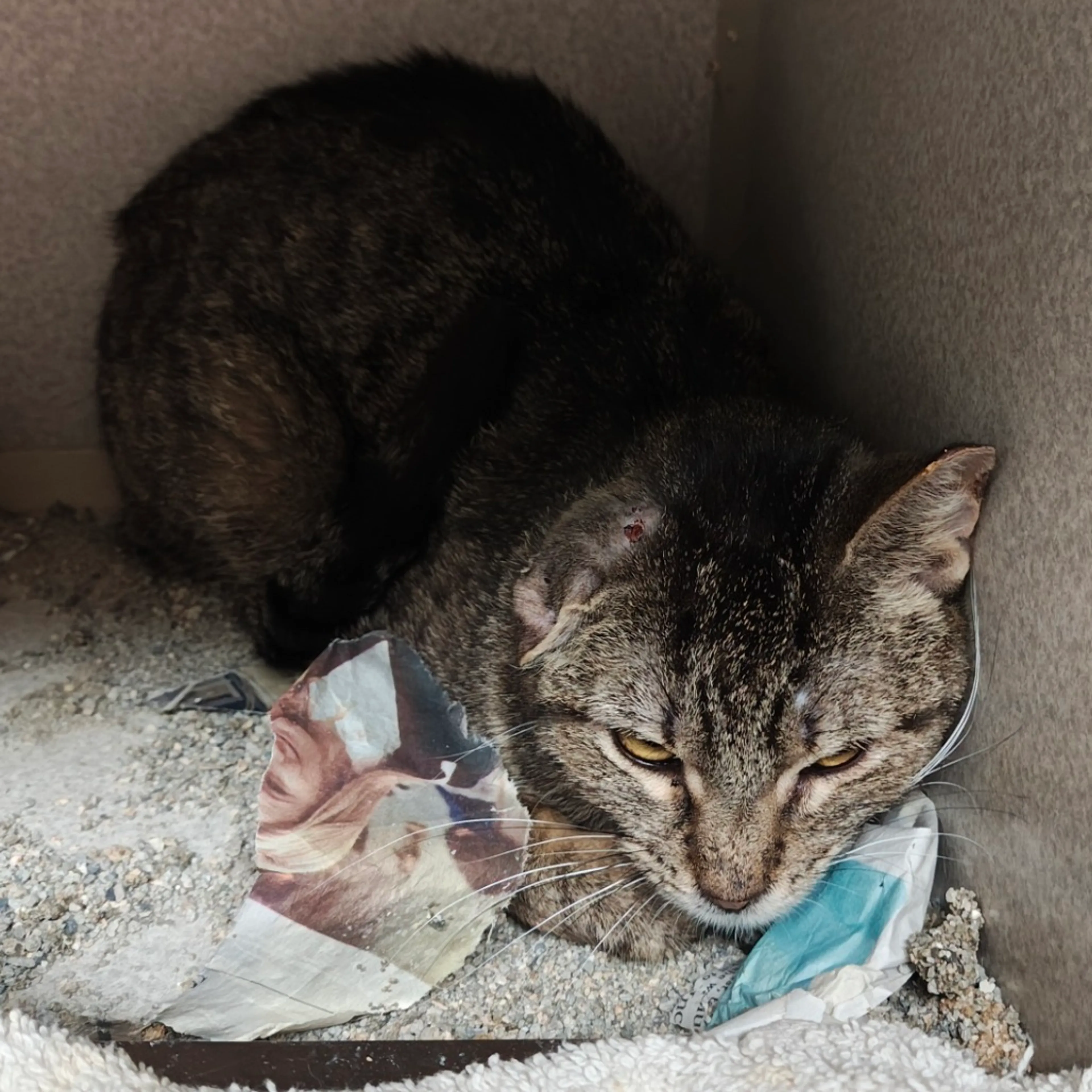Found pet