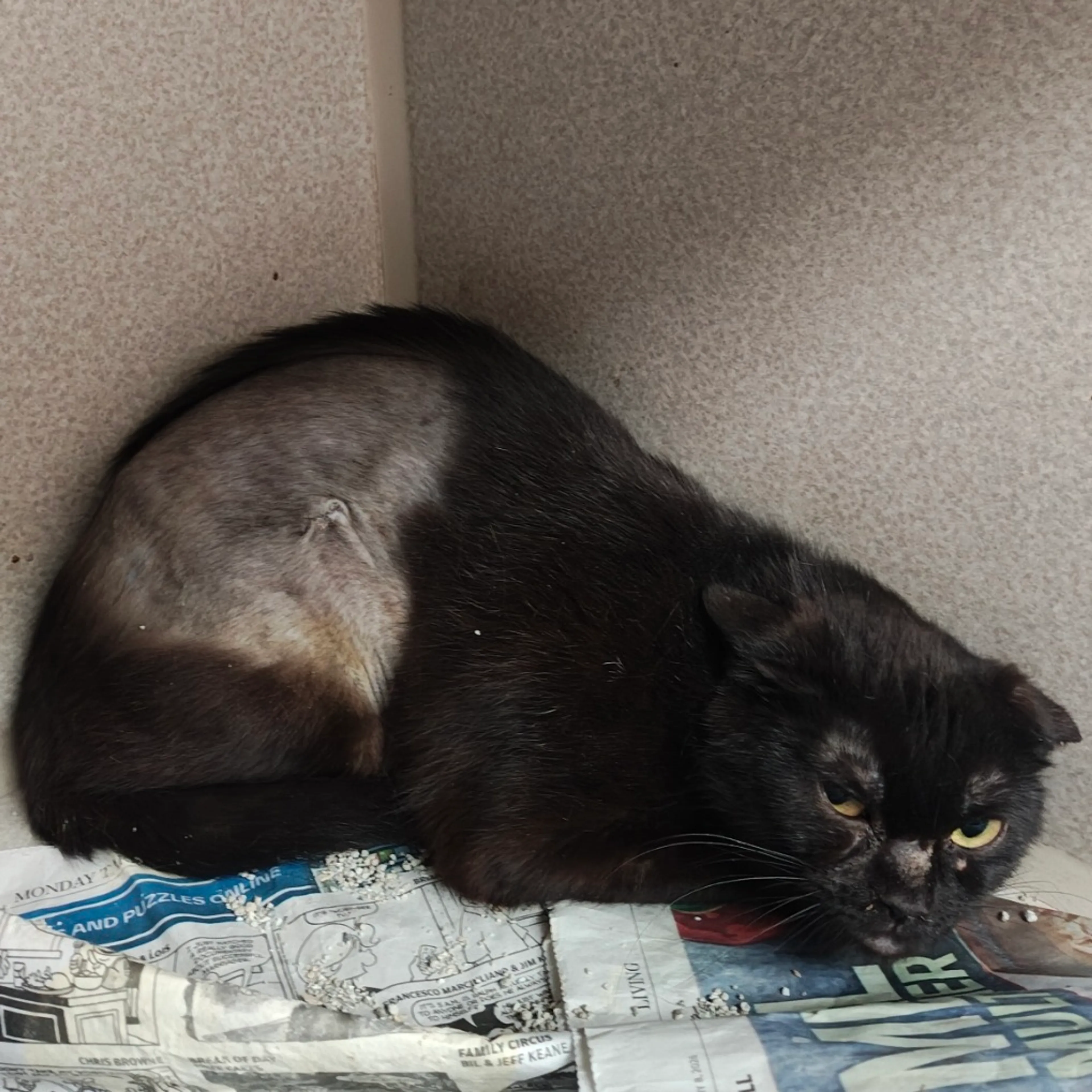 Found pet