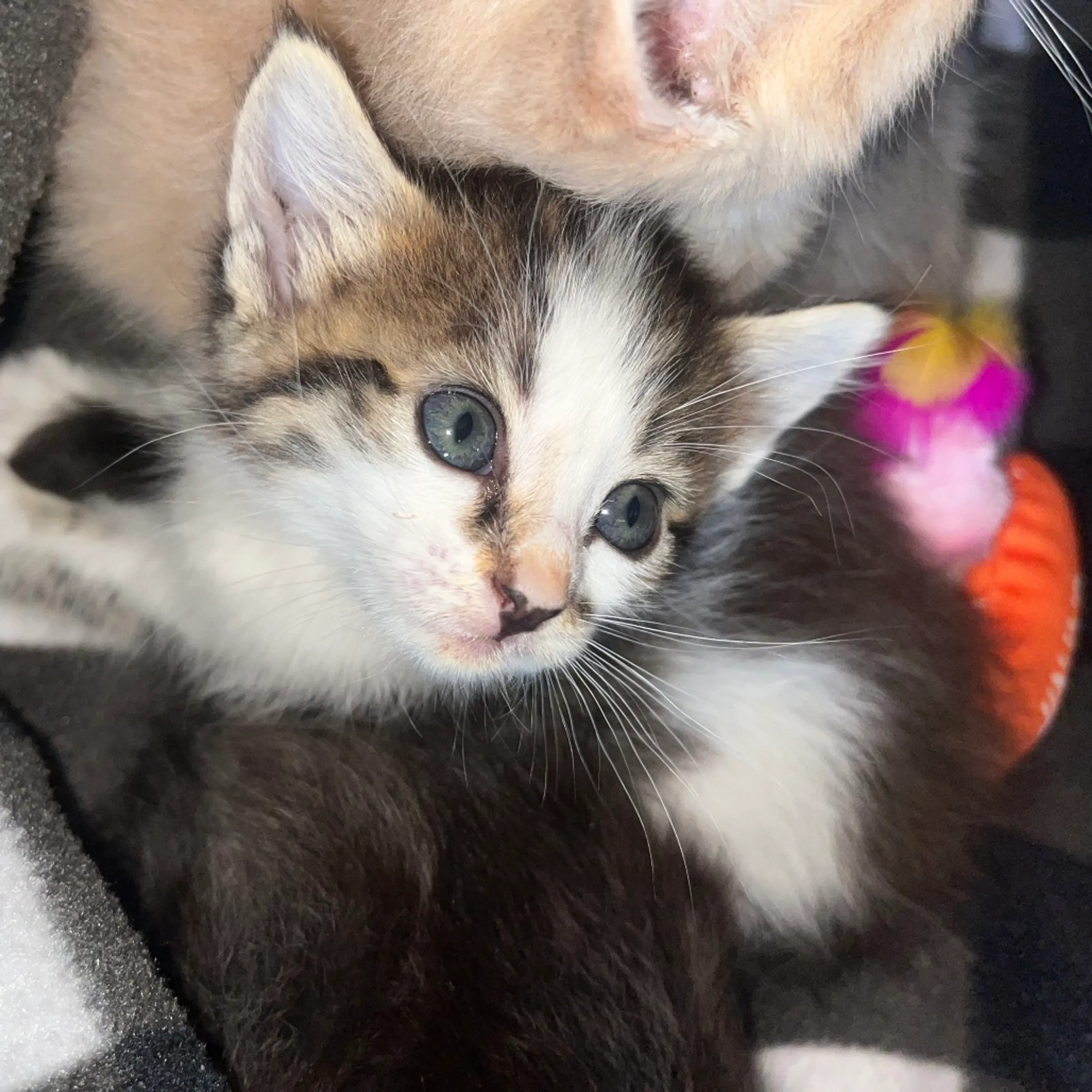 Found pet-1