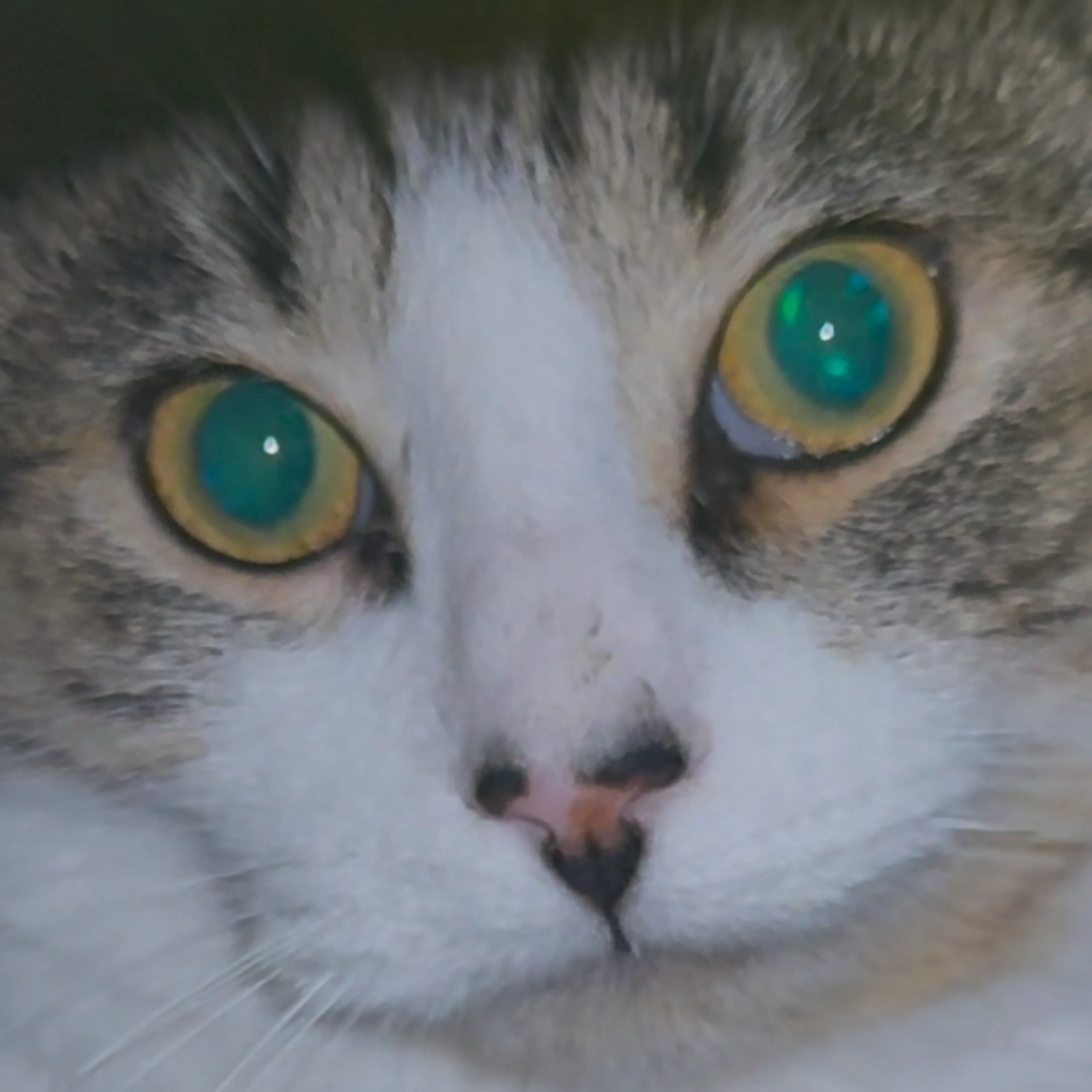 Lost pet-2