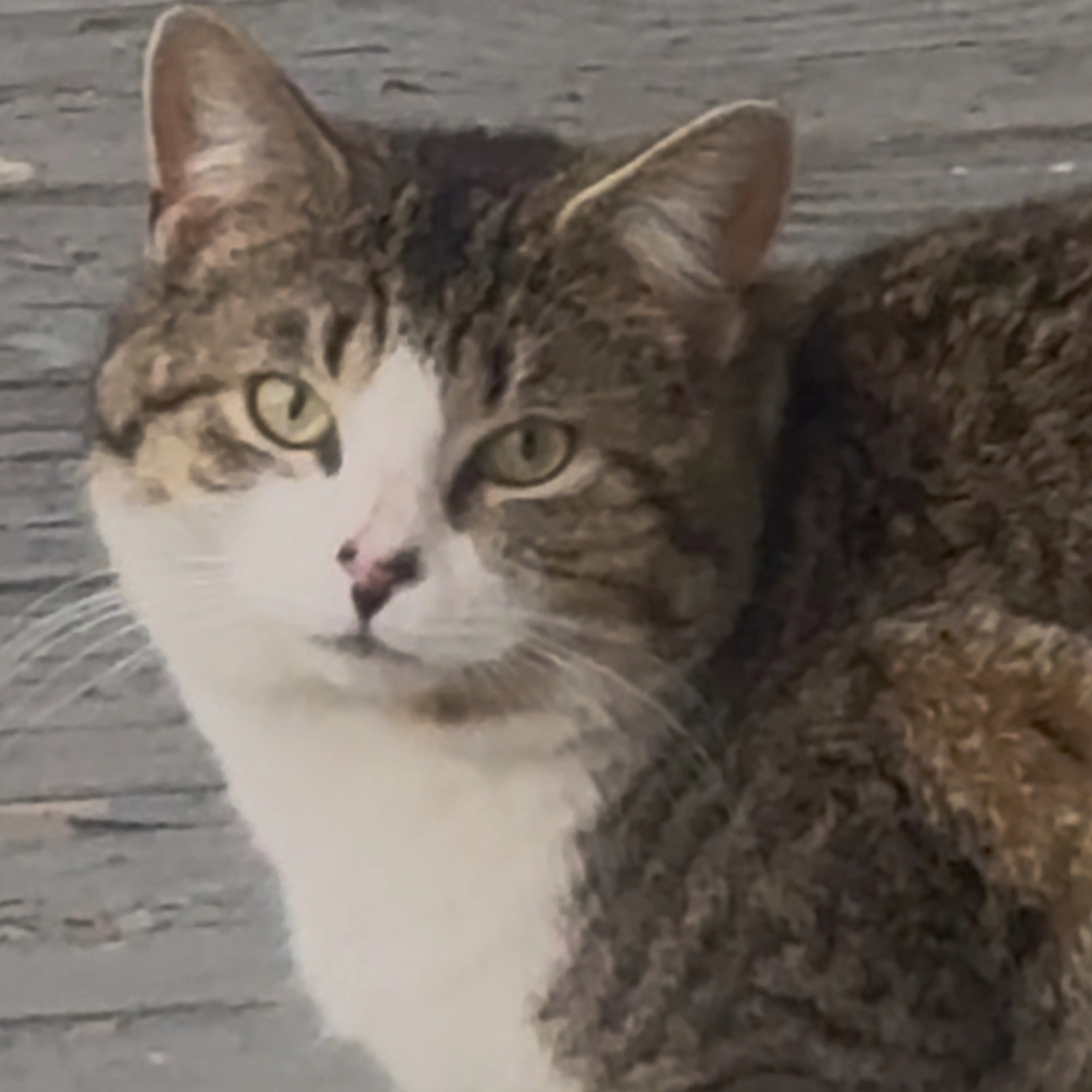 Lost pet-1