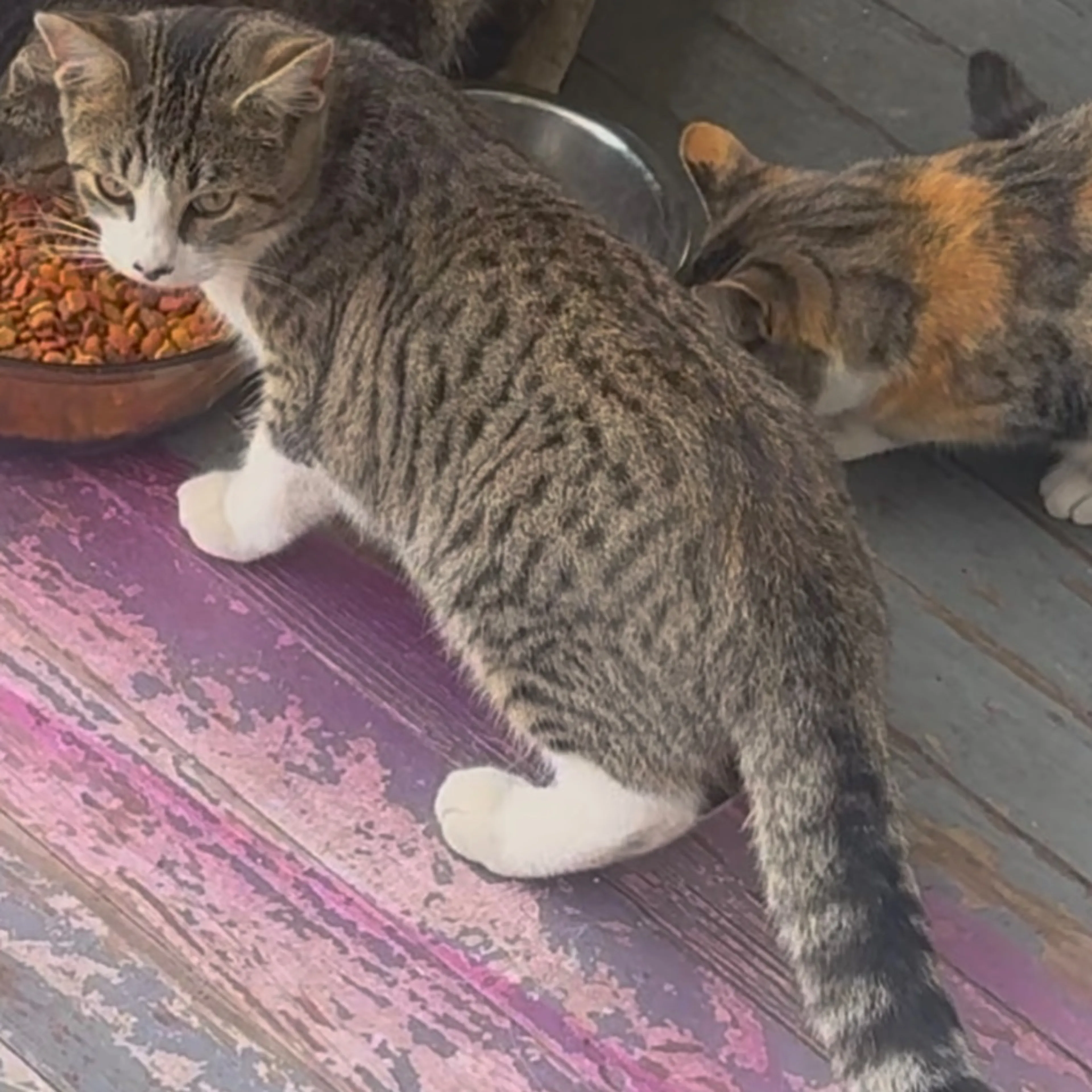 Lost pet-0