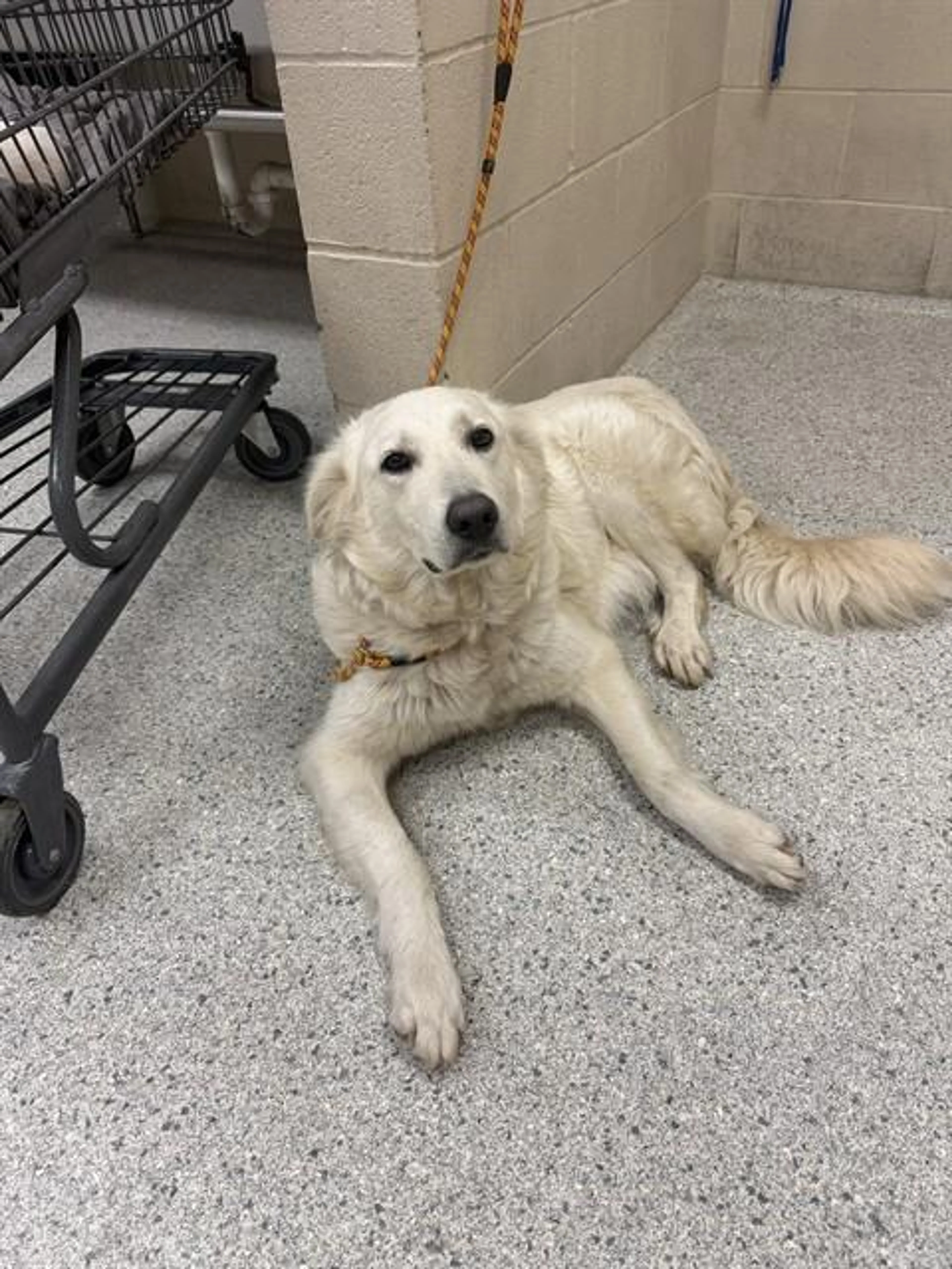 Found pet