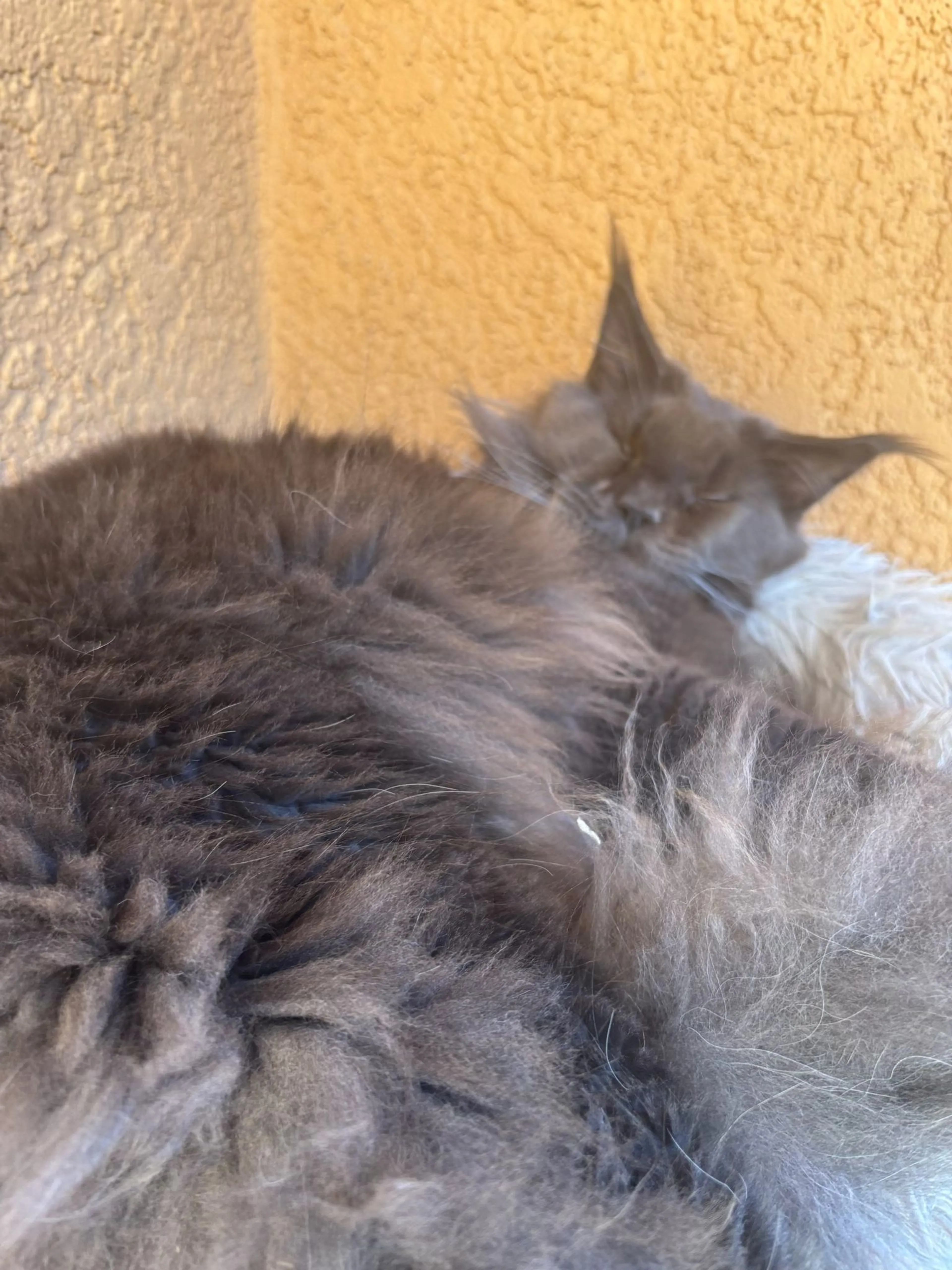 Lost pet-0