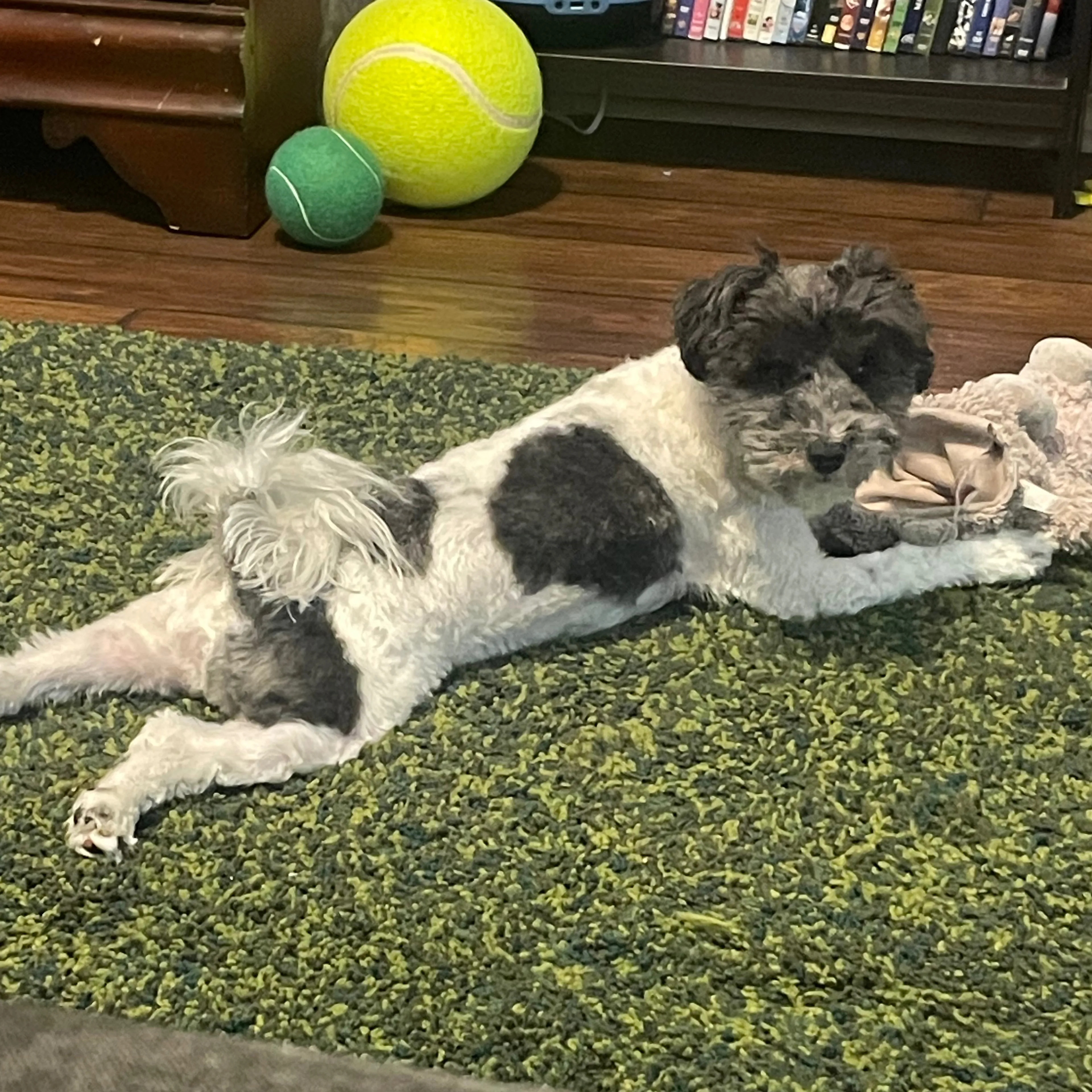 Lost pet-1