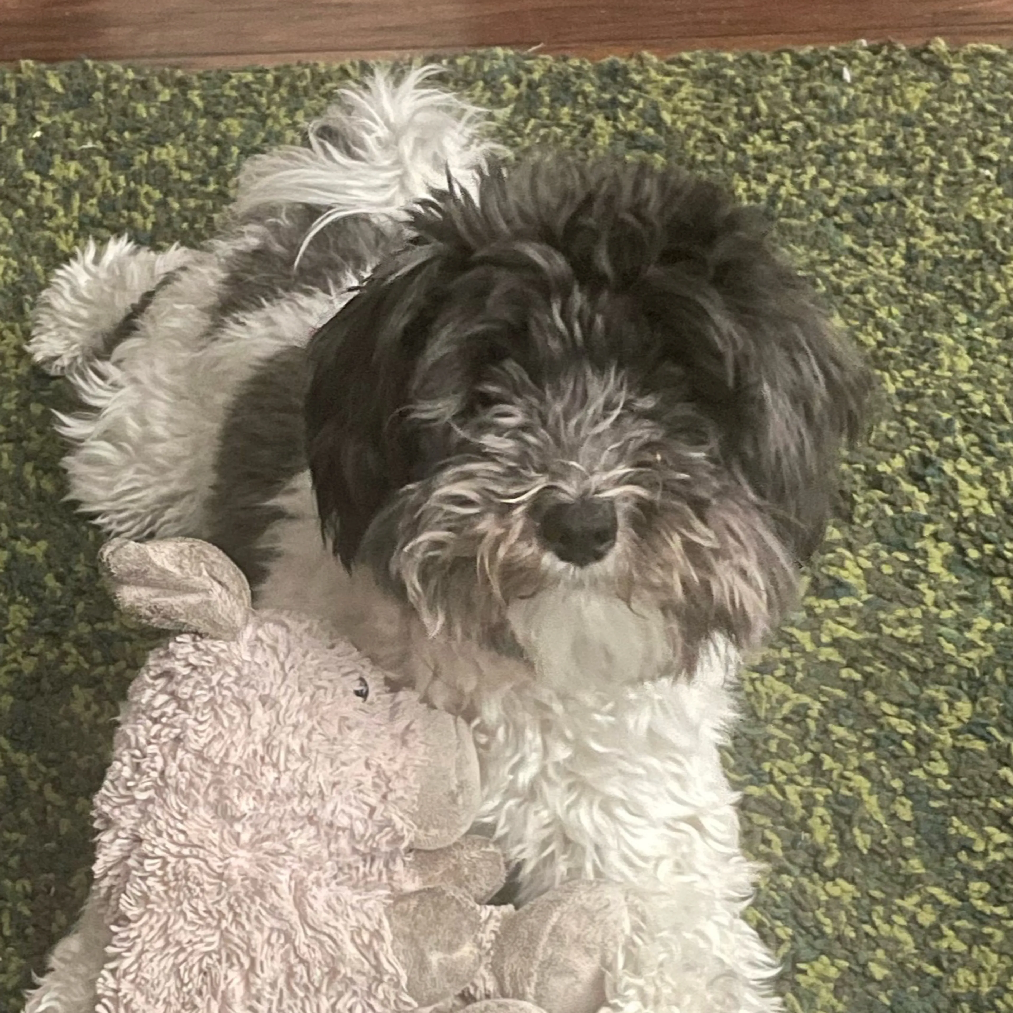 Lost pet-2
