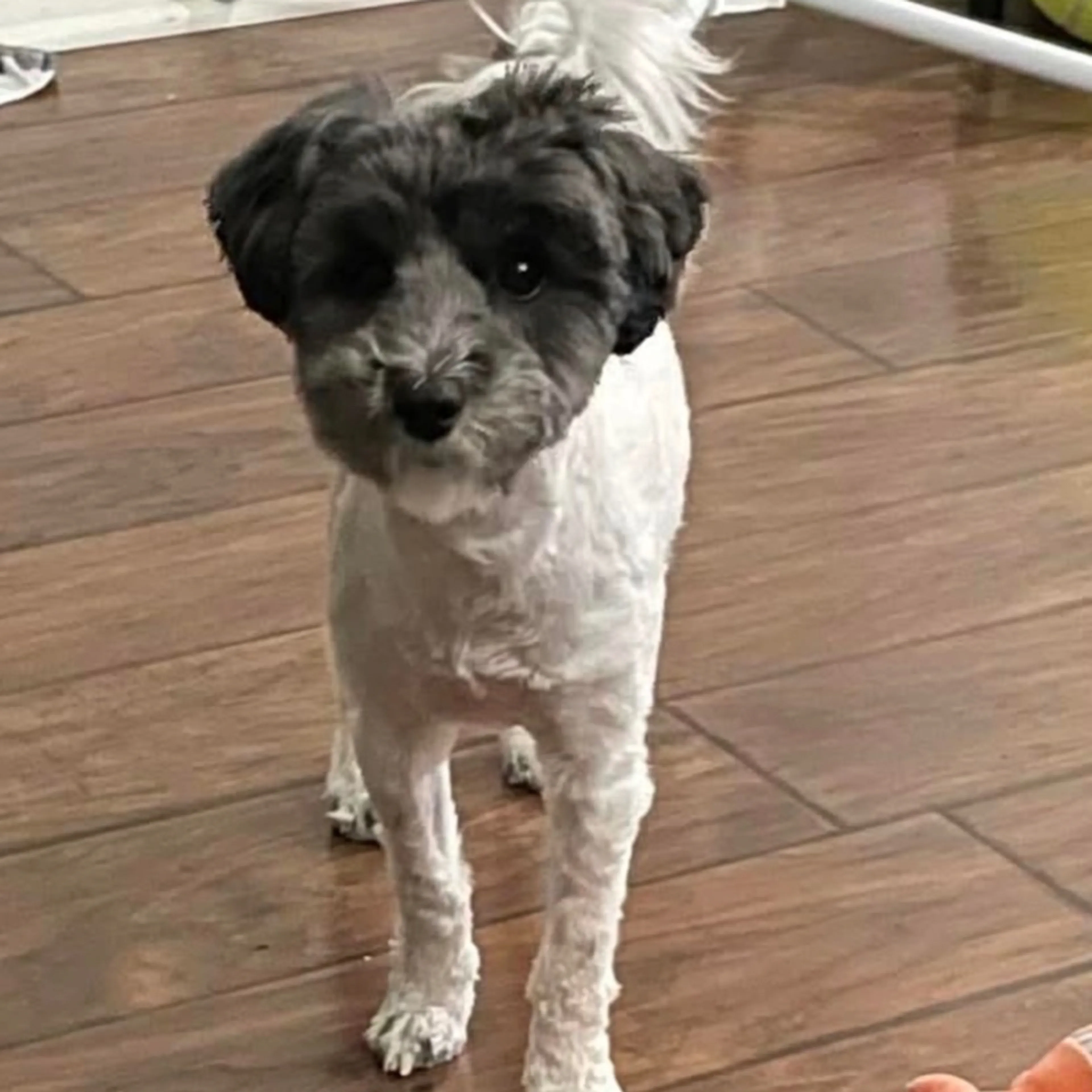 Lost pet-0