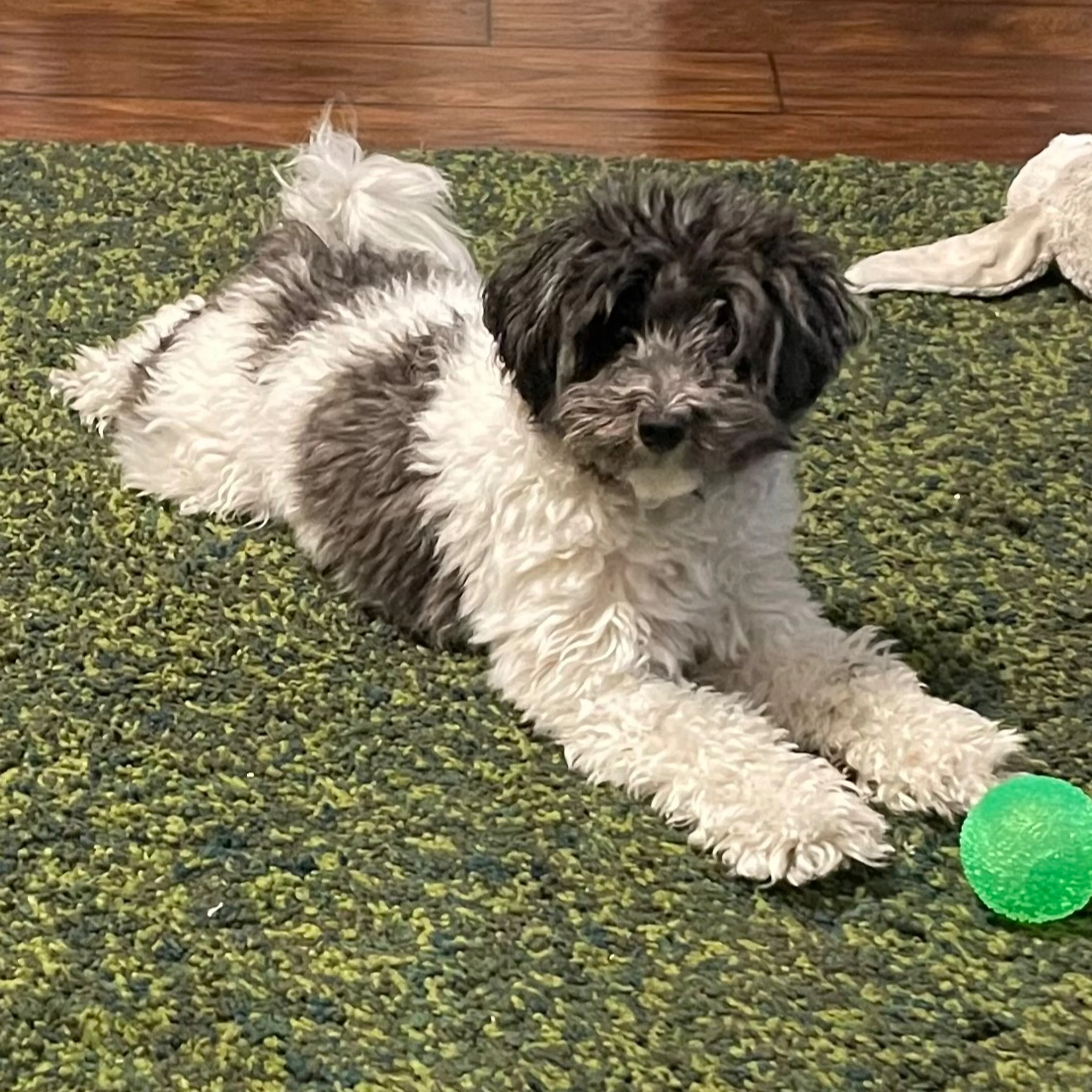 Lost pet-3