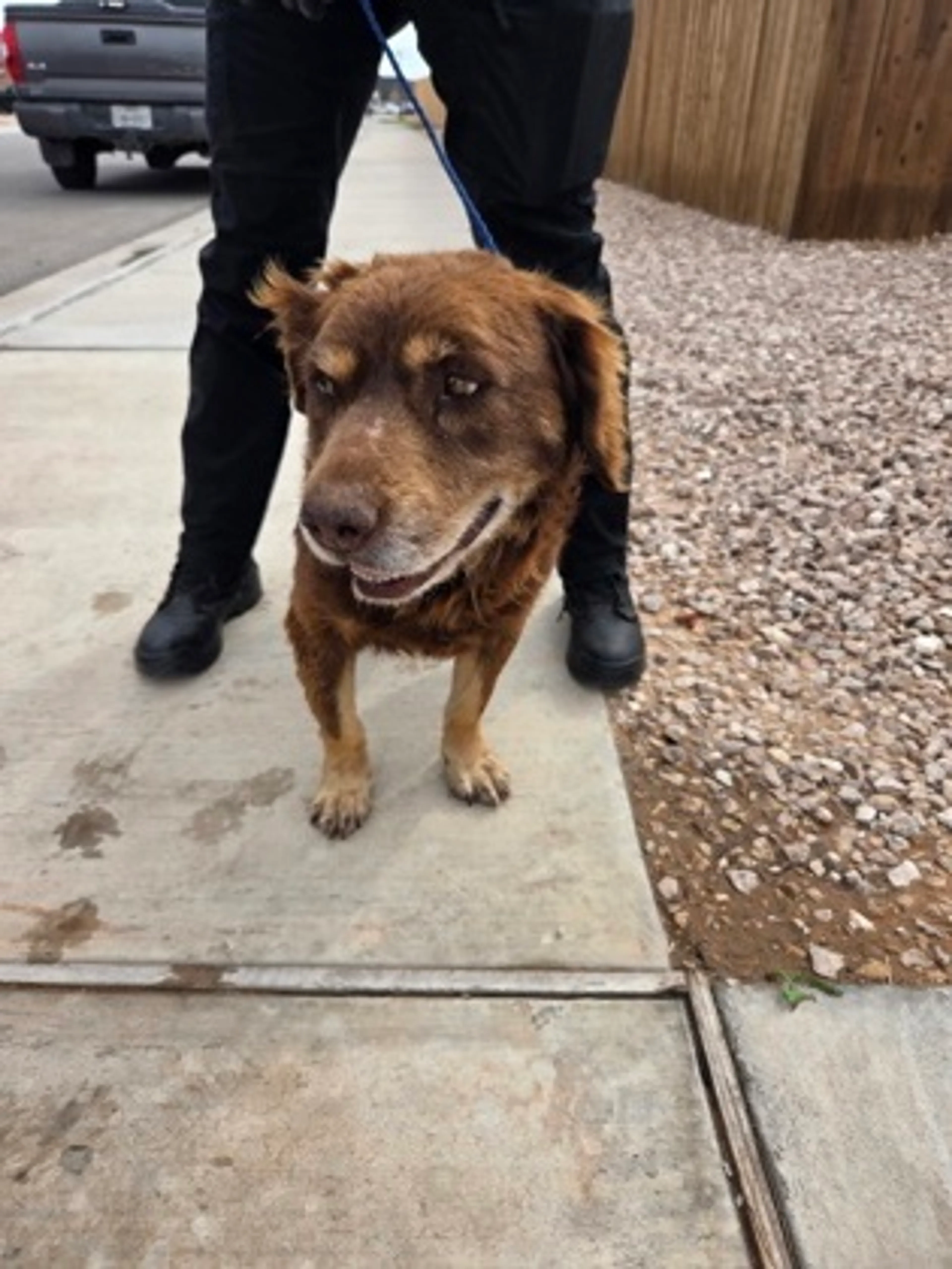Found pet
