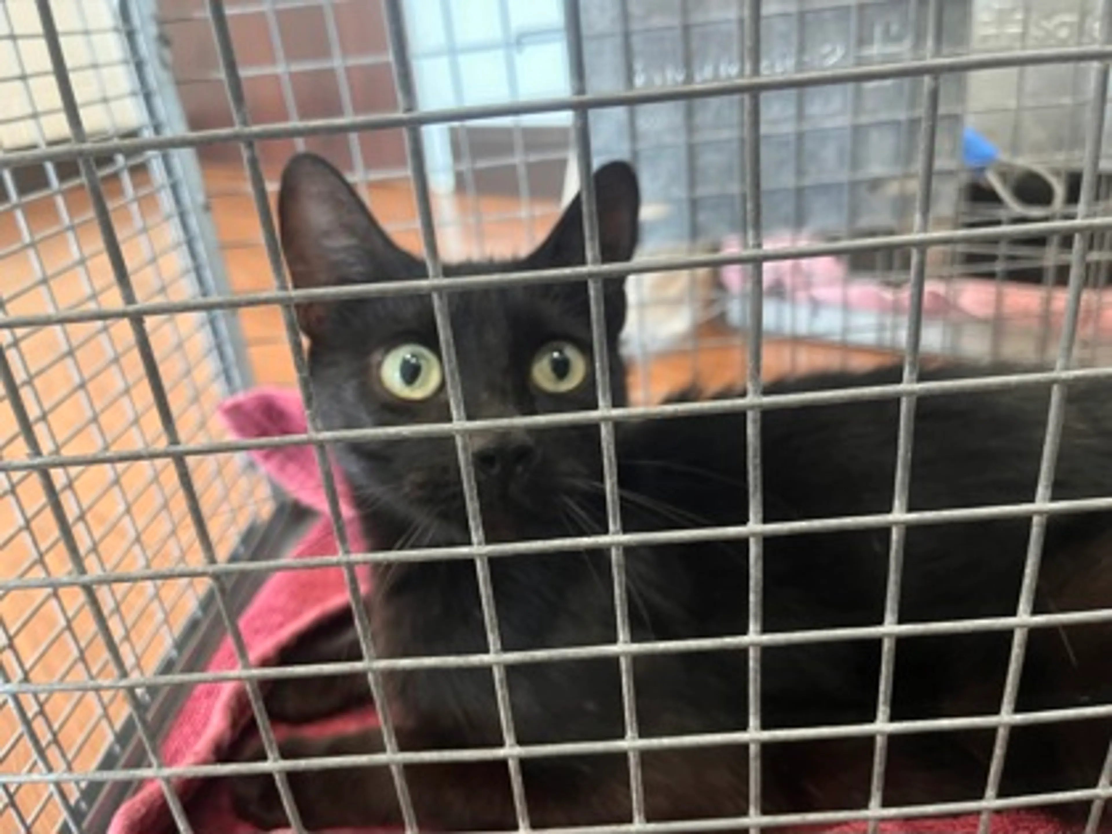 Found pet