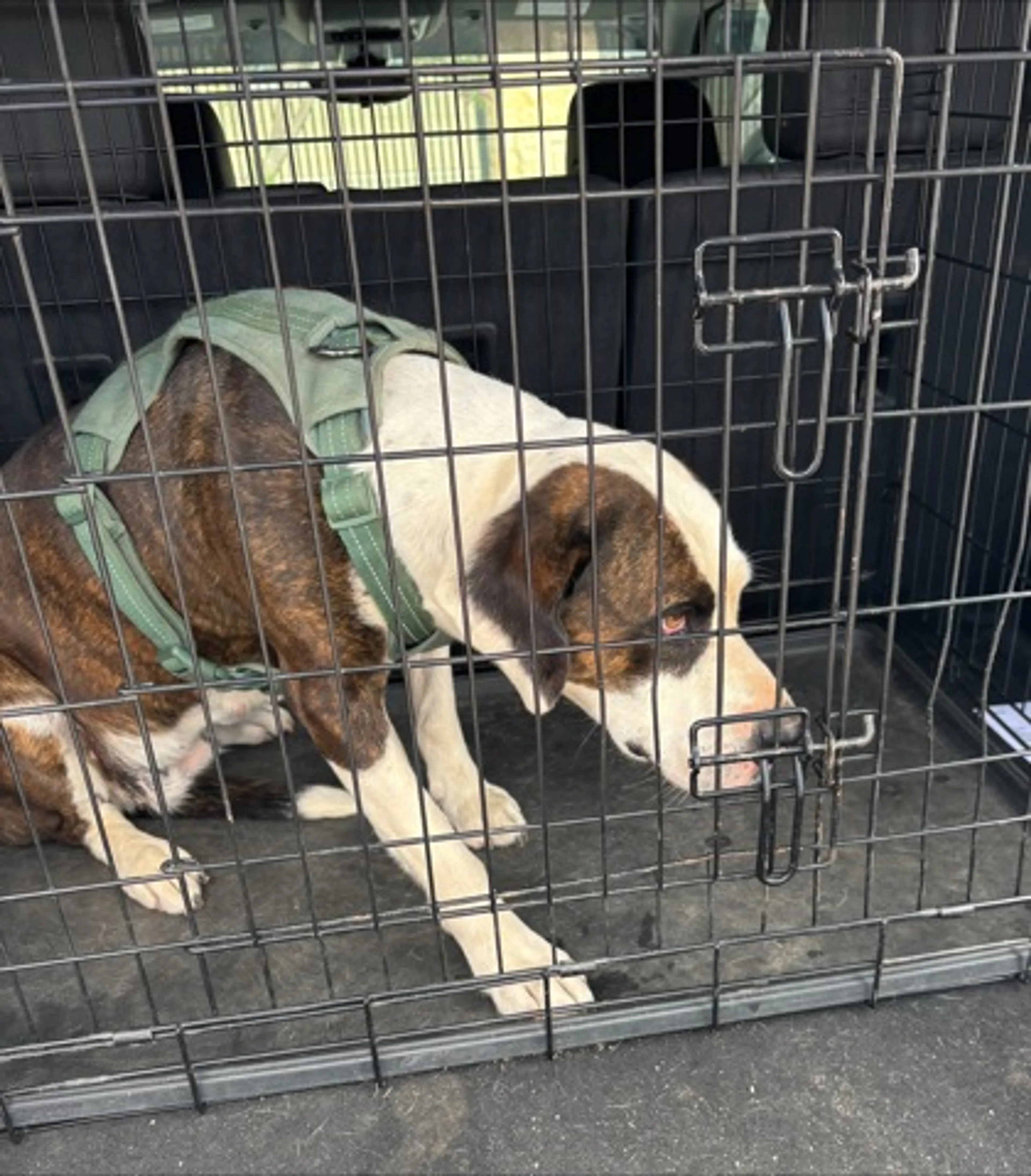 Found pet-1