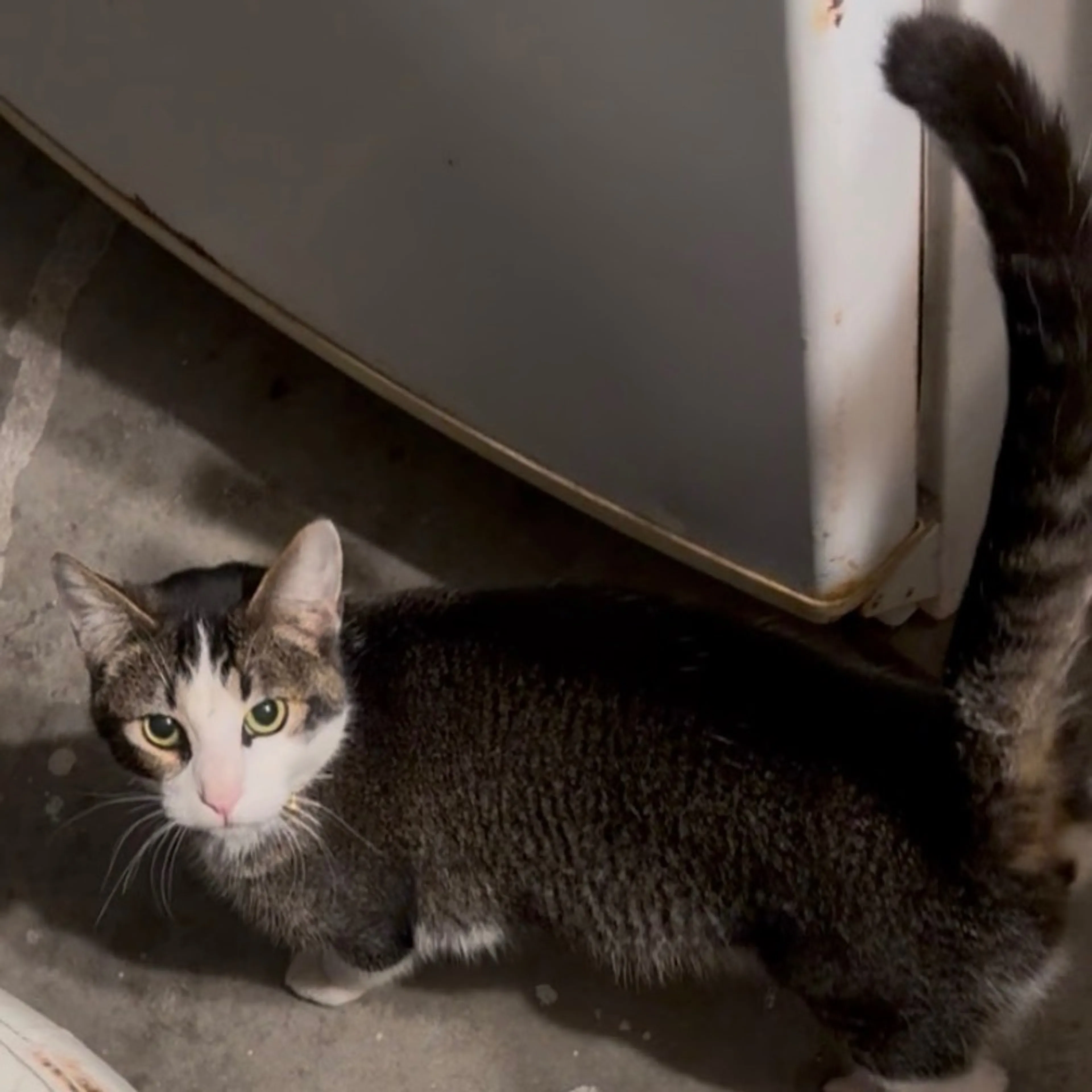 Lost pet-0