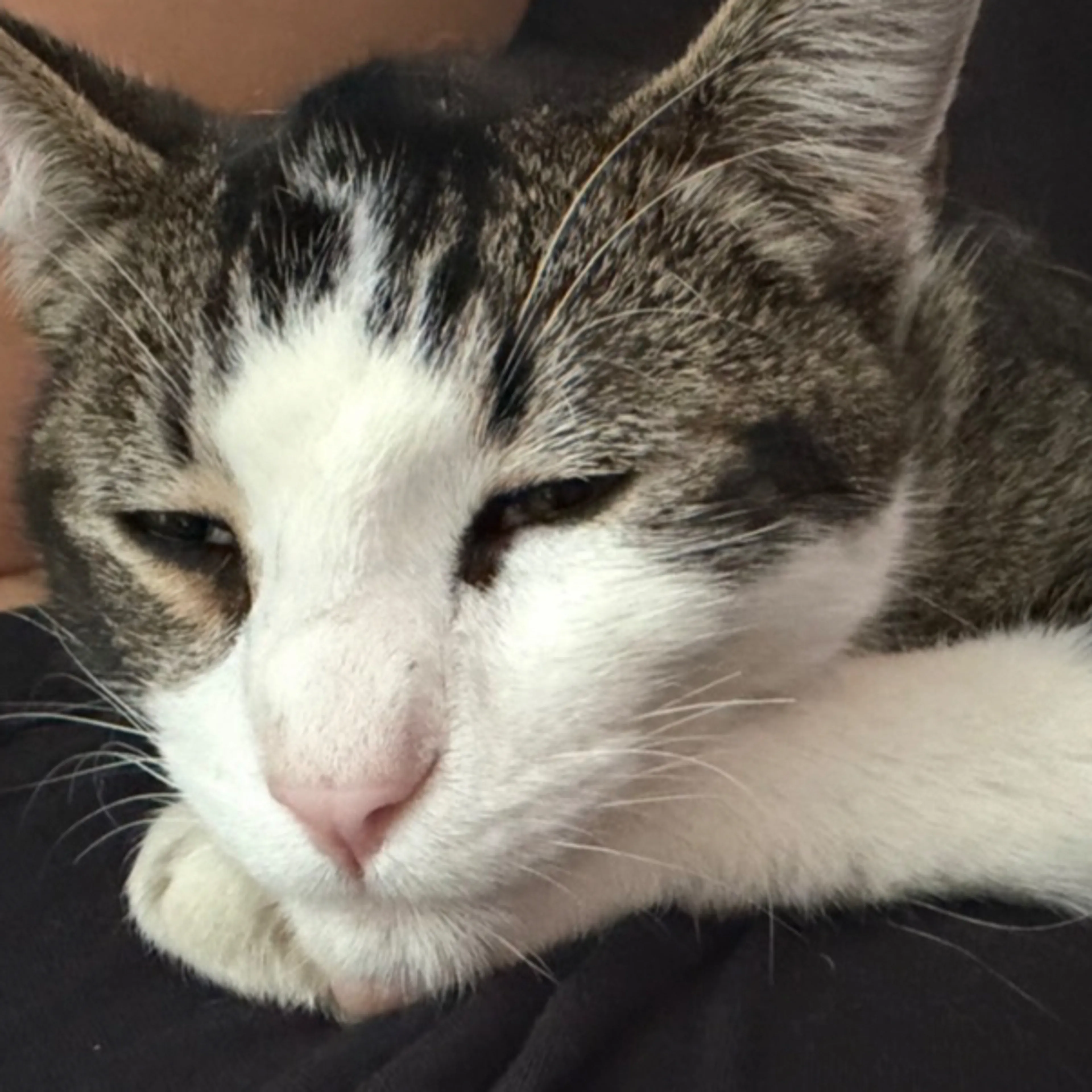 Lost pet-1