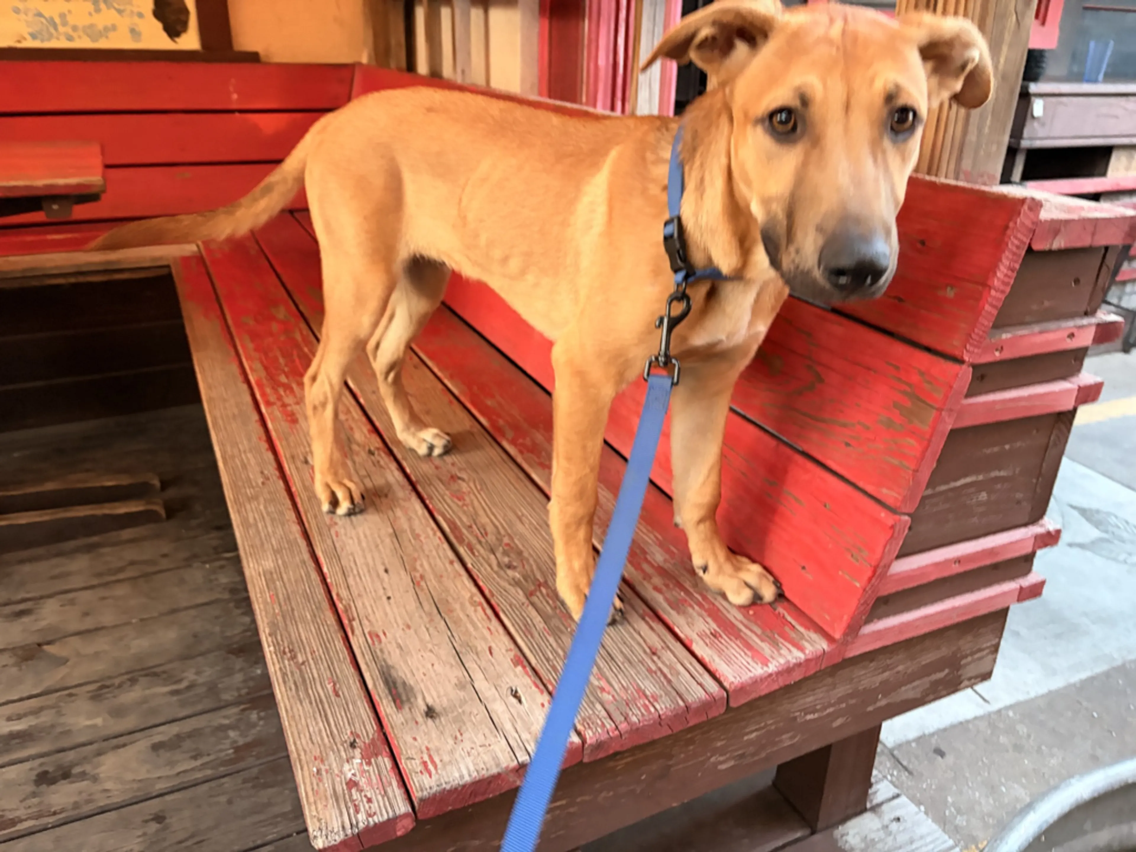Found pet-2