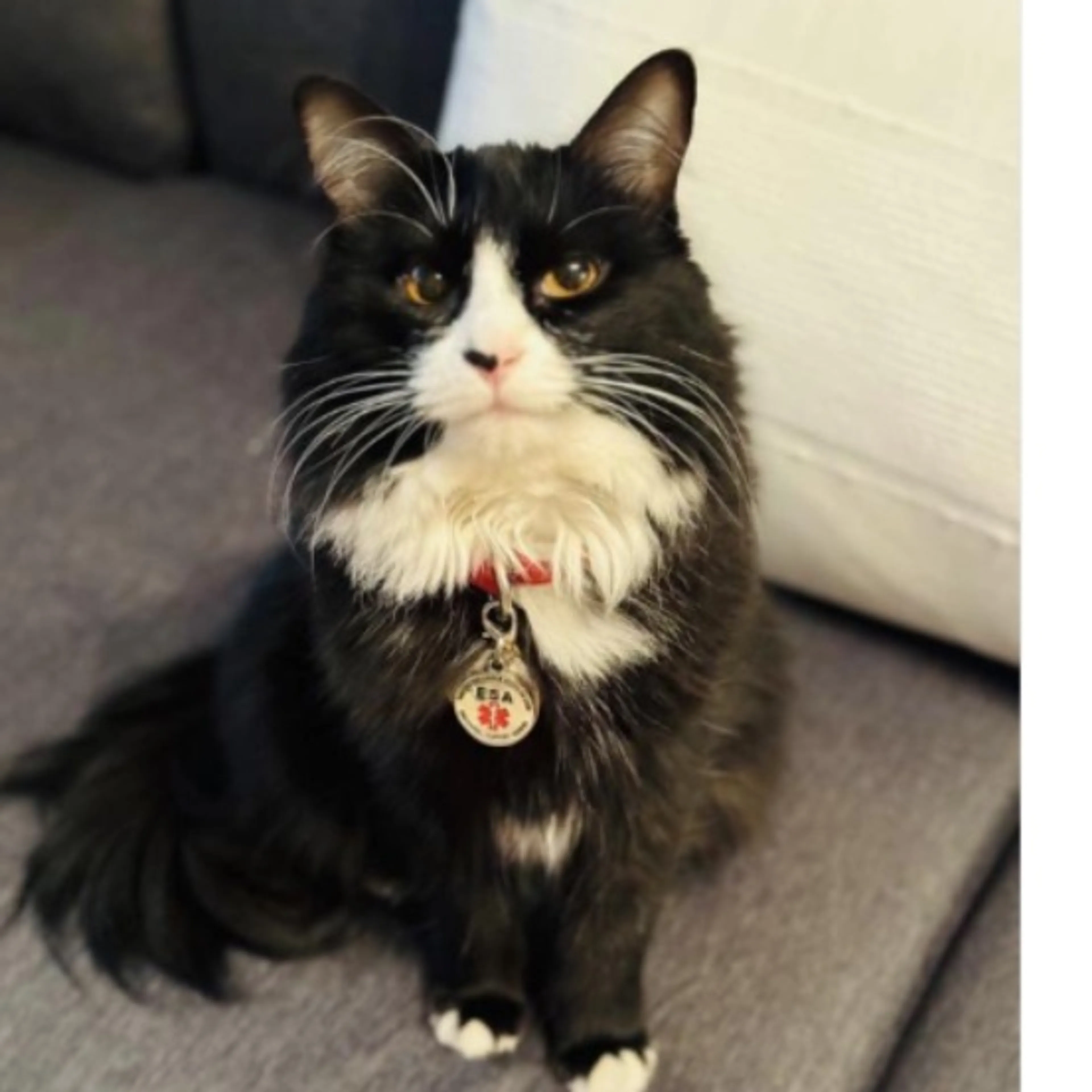 Lost pet