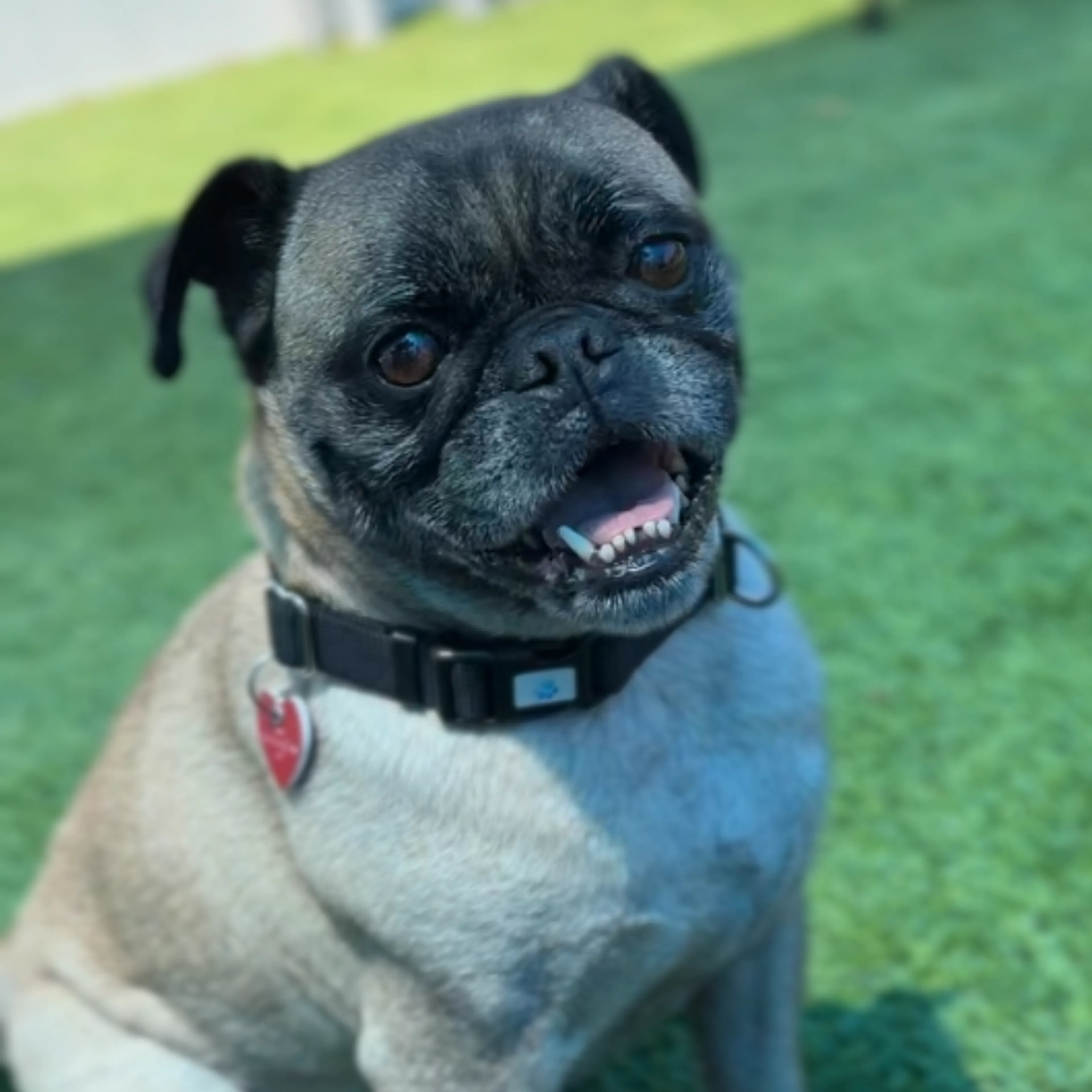Found pet-5